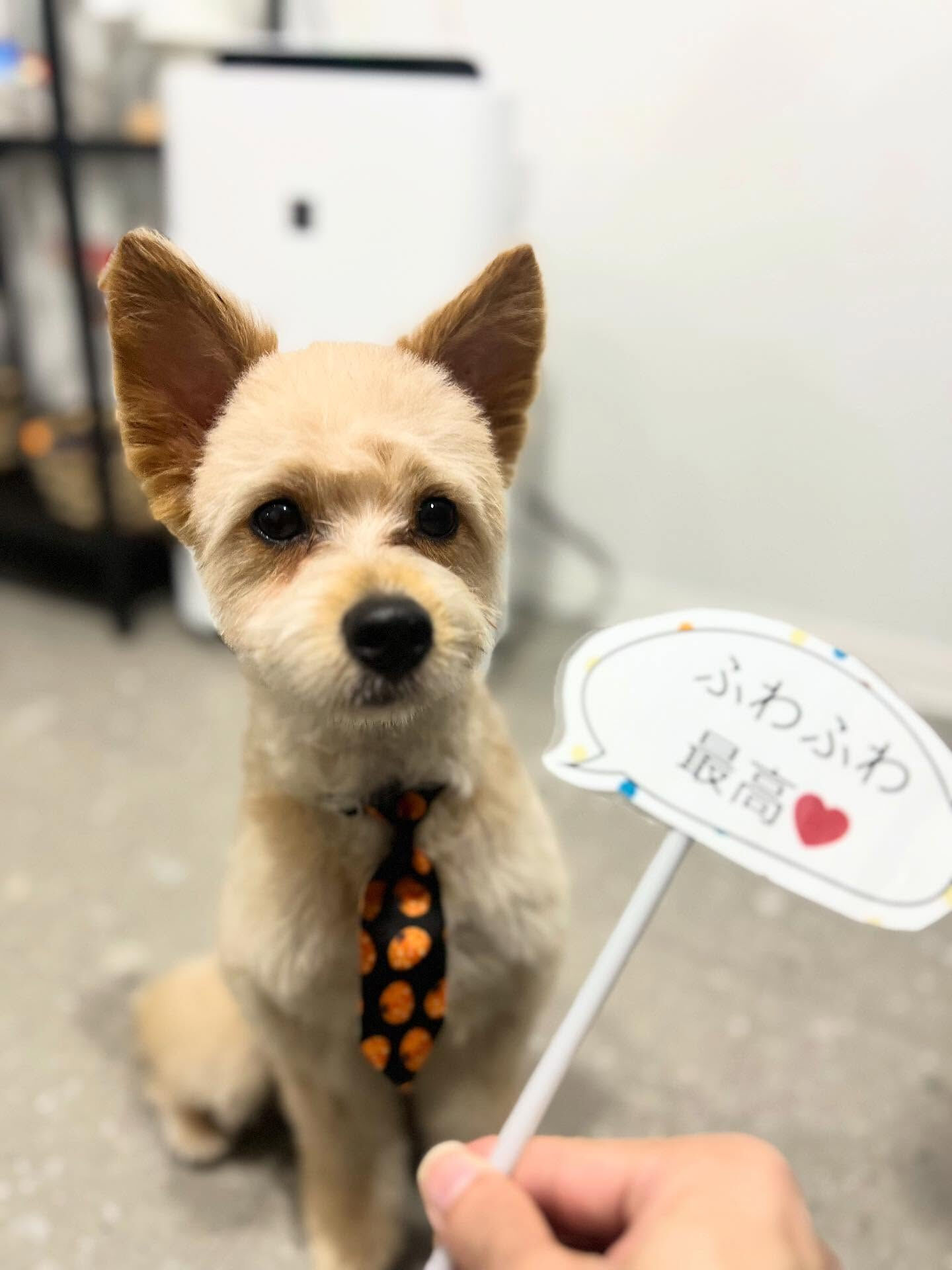 ご来店いただいたあきくんです🐶✨