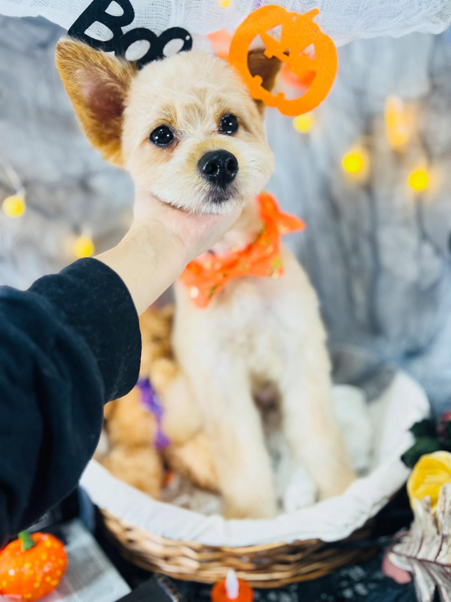 ご来店いただいたあきくんです🐶✨