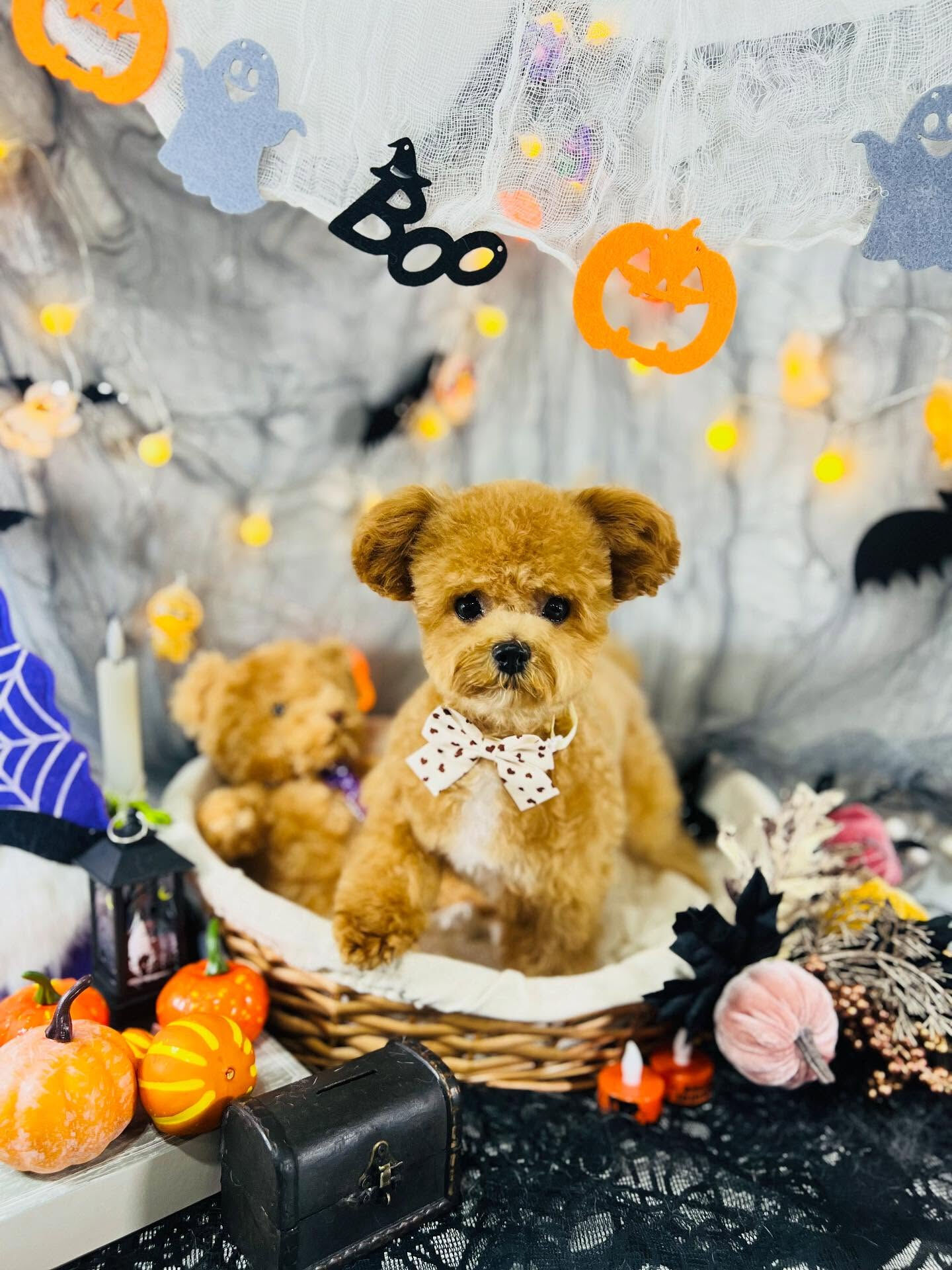 ご来店いただいたエミちゃんです🐶✨