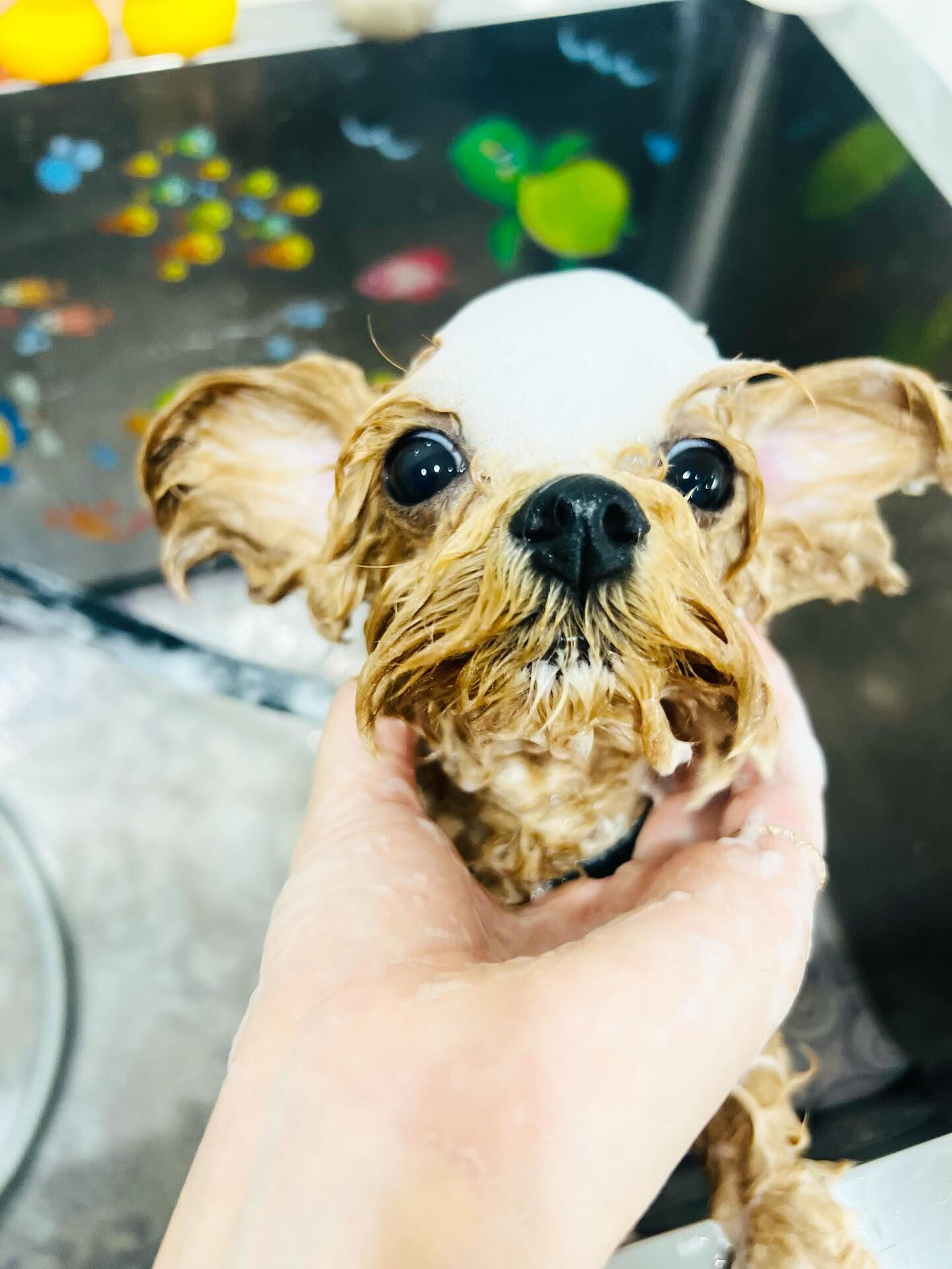 ご来店いただいたエミちゃんです🐶✨