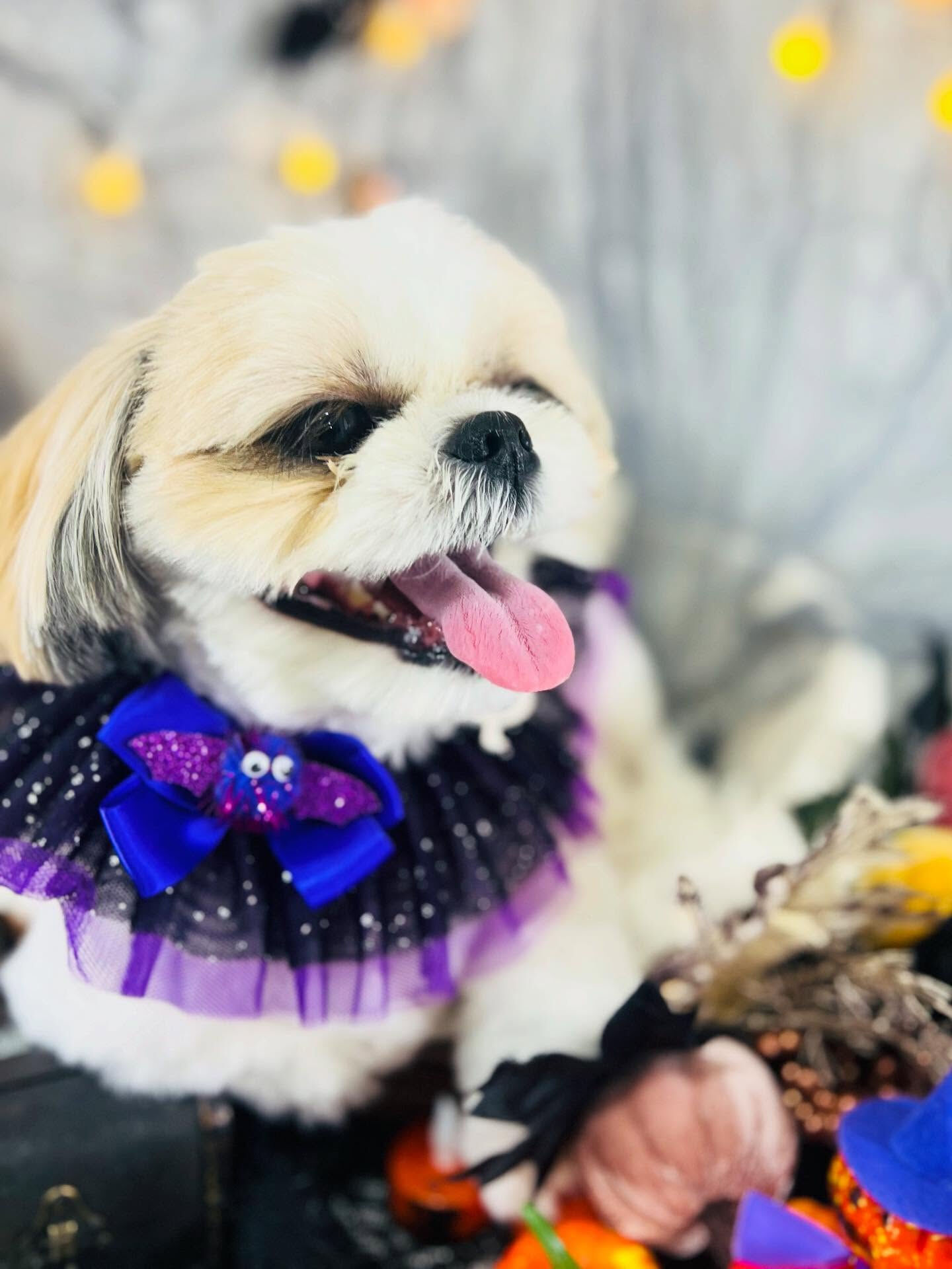 ご来店いただいたにこちゃんです🐶✨