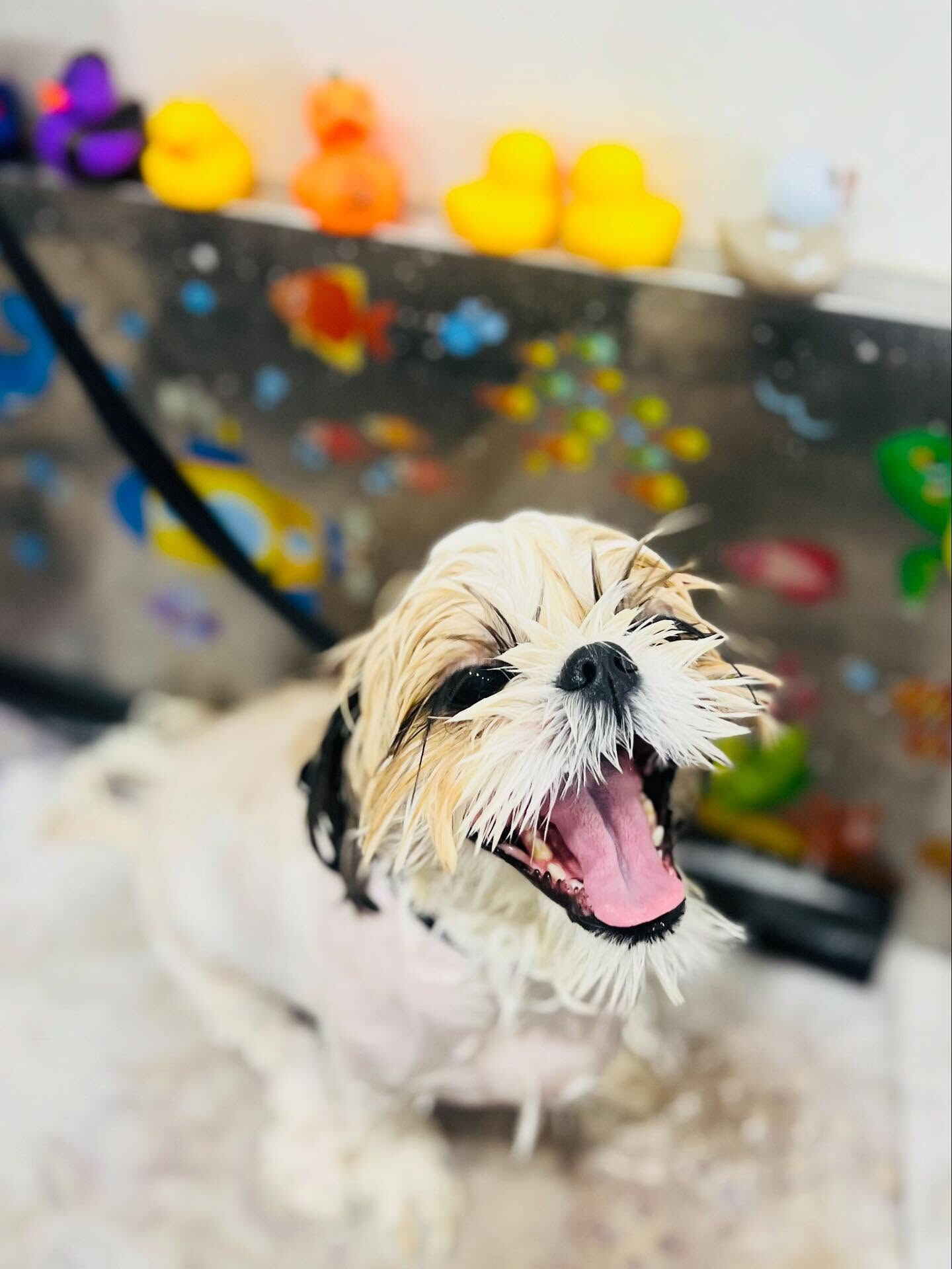 ご来店いただいたにこちゃんです🐶✨