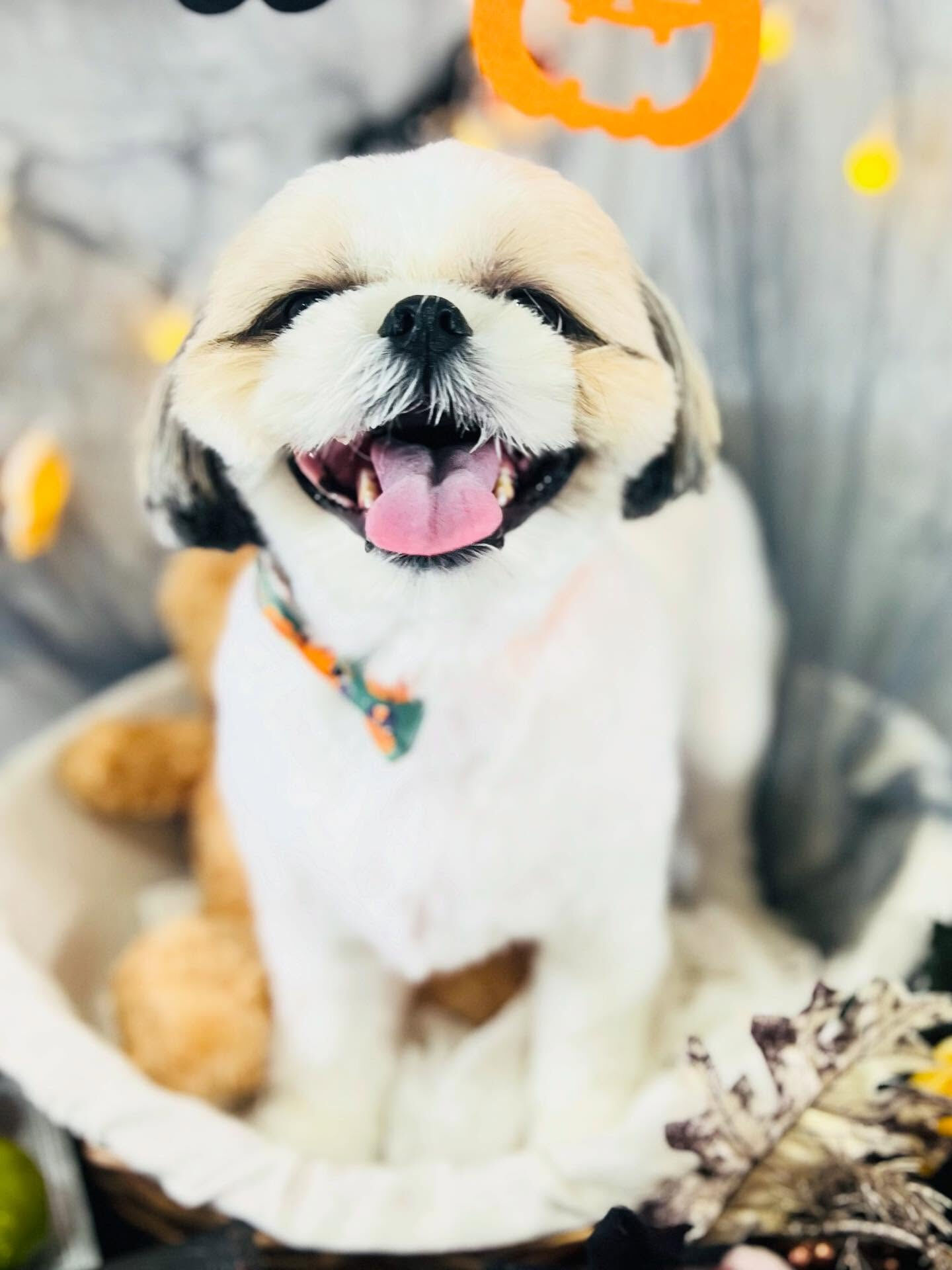 ご来店いただいたにこちゃんです🐶✨