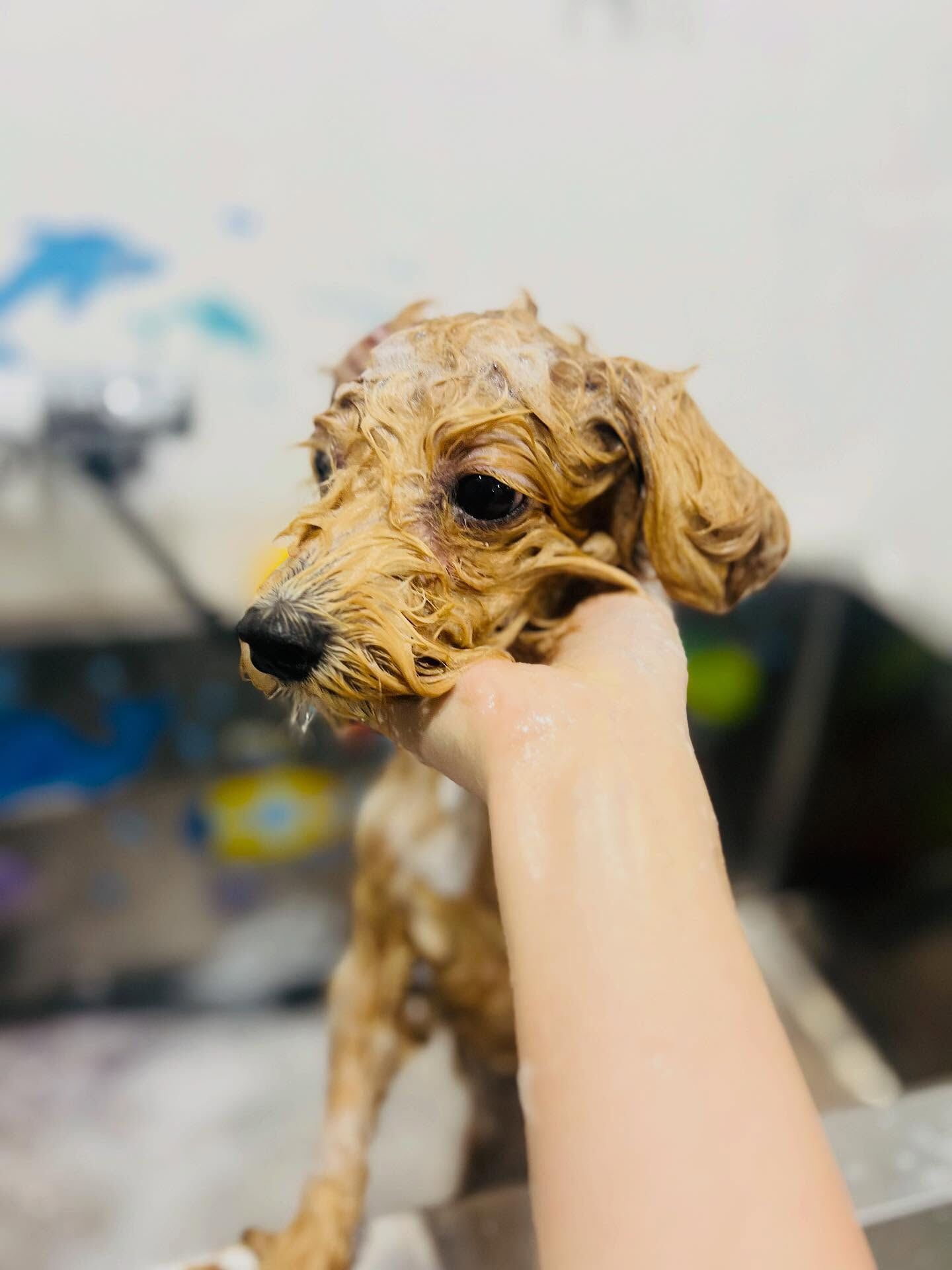 ご来店いただいたあくあちゃんです🐶✨