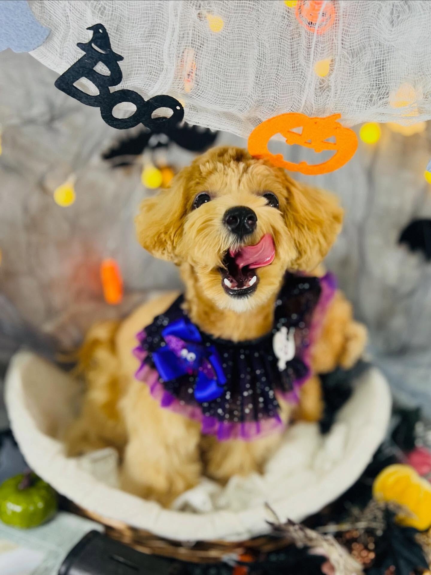ご来店いただいたあくあちゃんです🐶✨