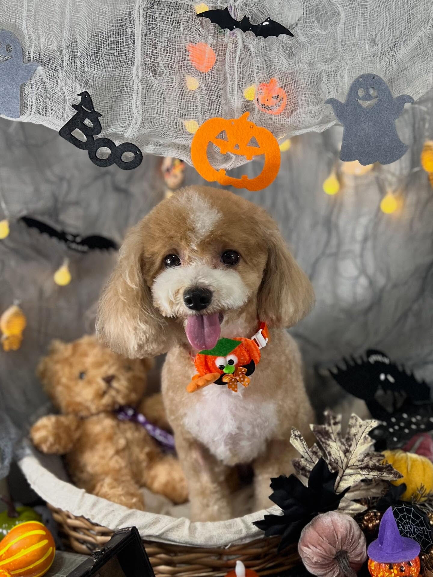 ご来店いただいたリリィちゃんです🐶✨
