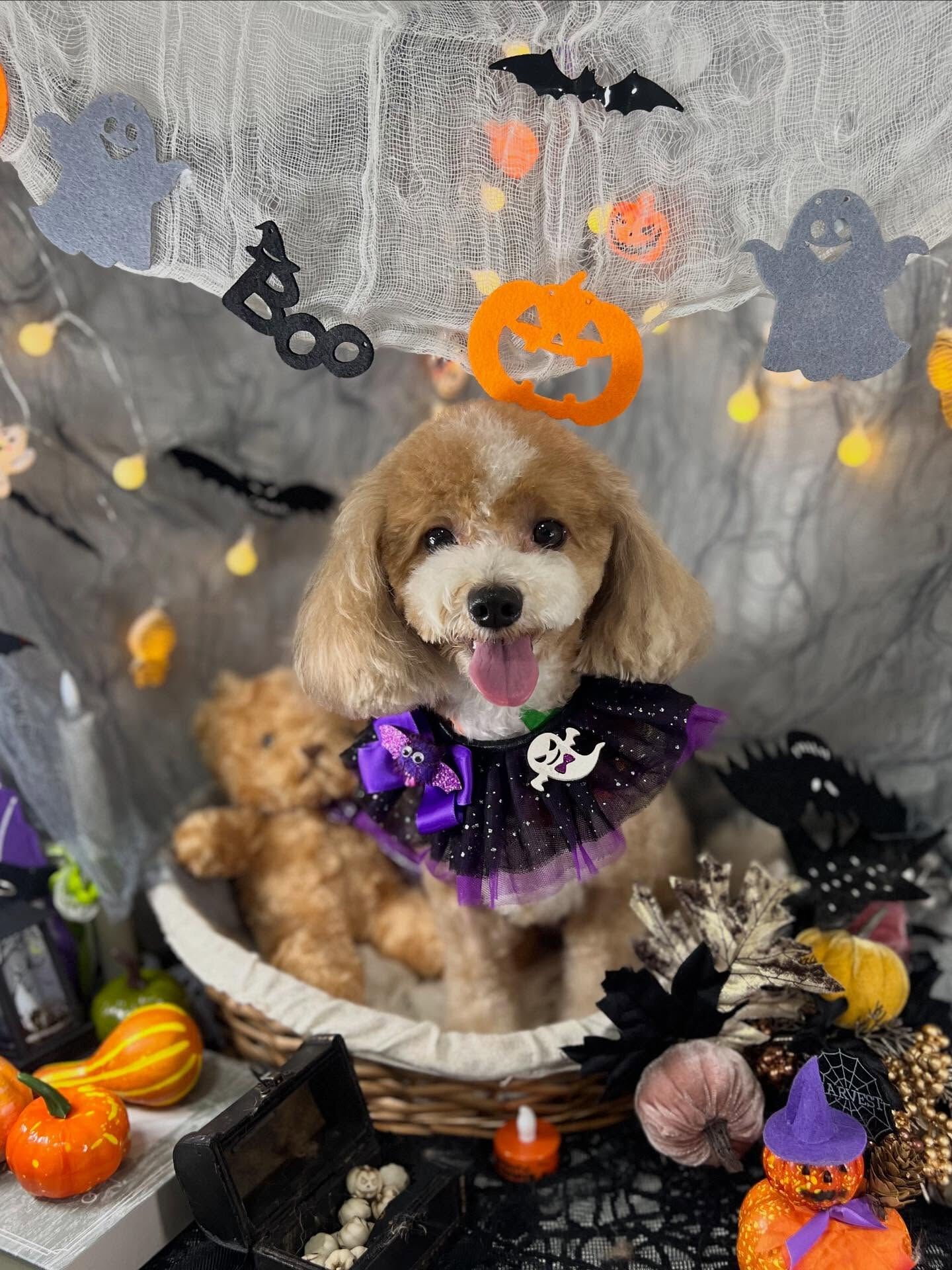 ご来店いただいたリリィちゃんです🐶✨