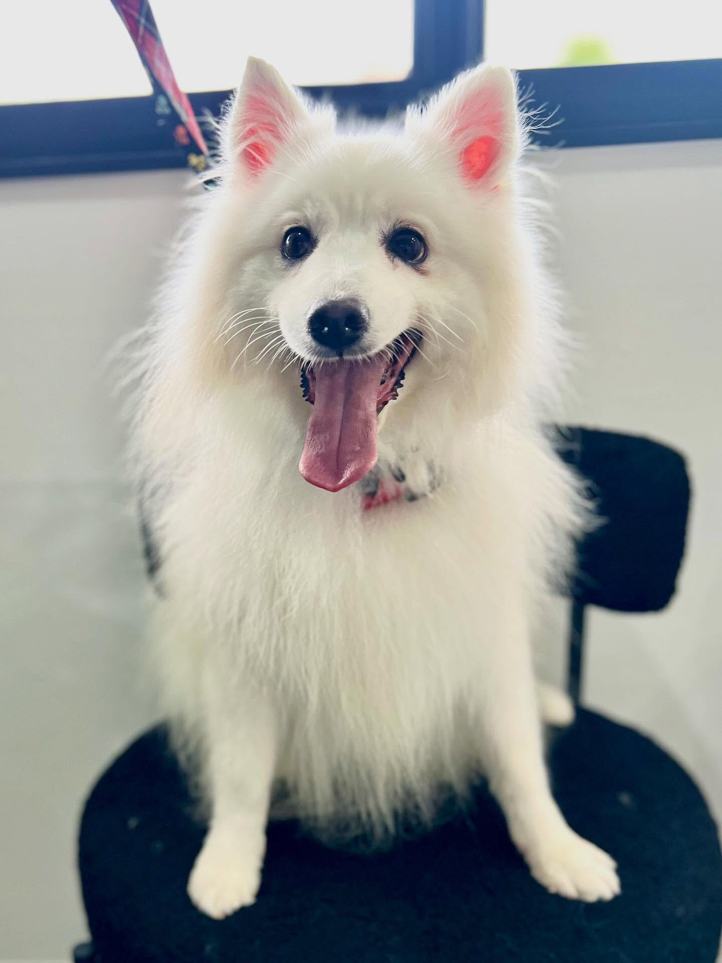 ご来店いただいたLULUくんです🐶✨
