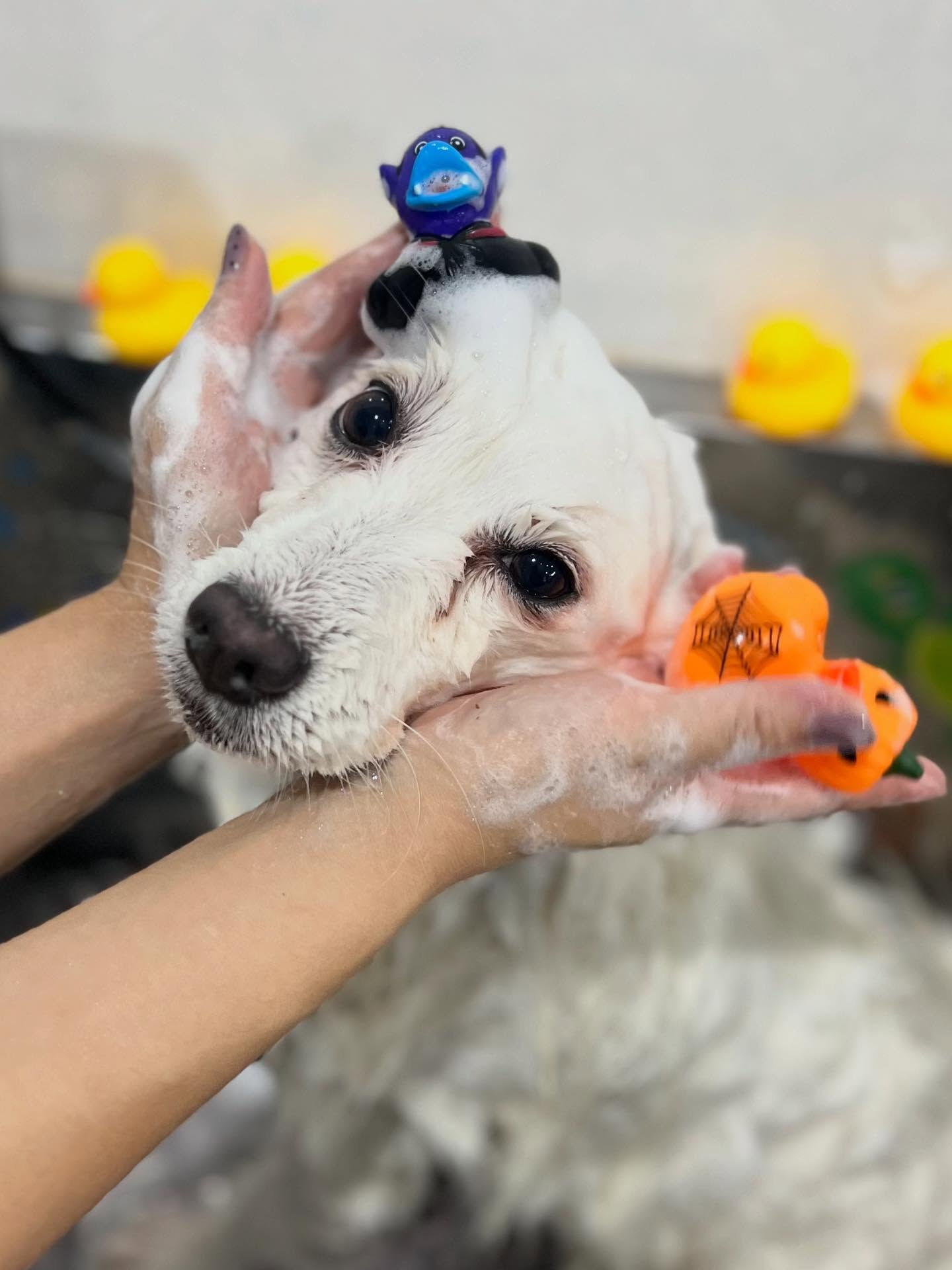 ご来店いただいたLULUくんです🐶✨