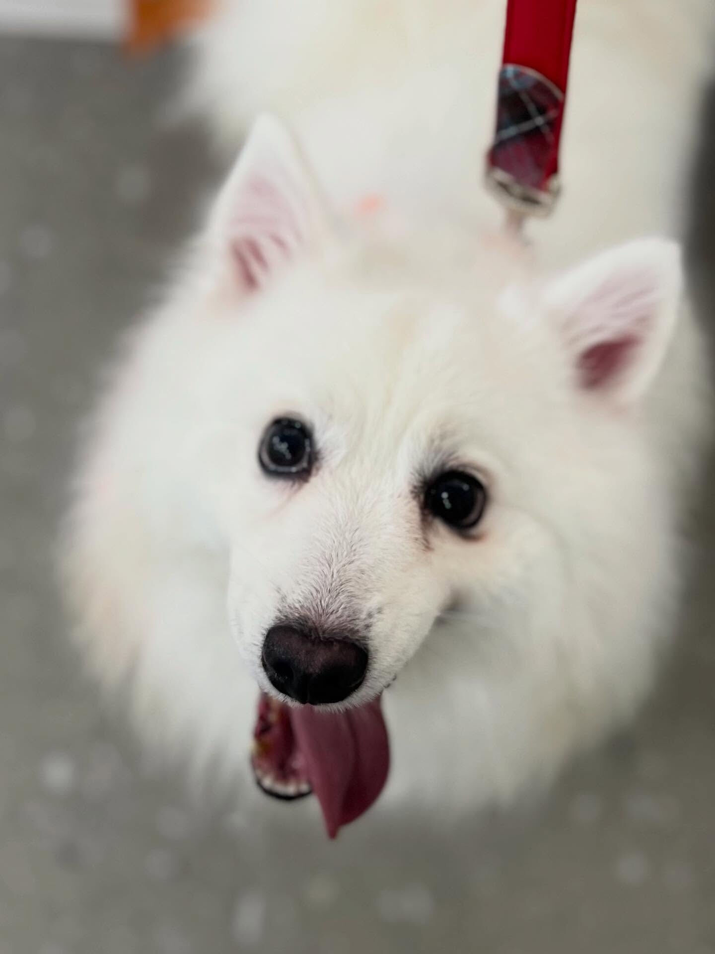ご来店いただいたLULUくんです🐶✨
