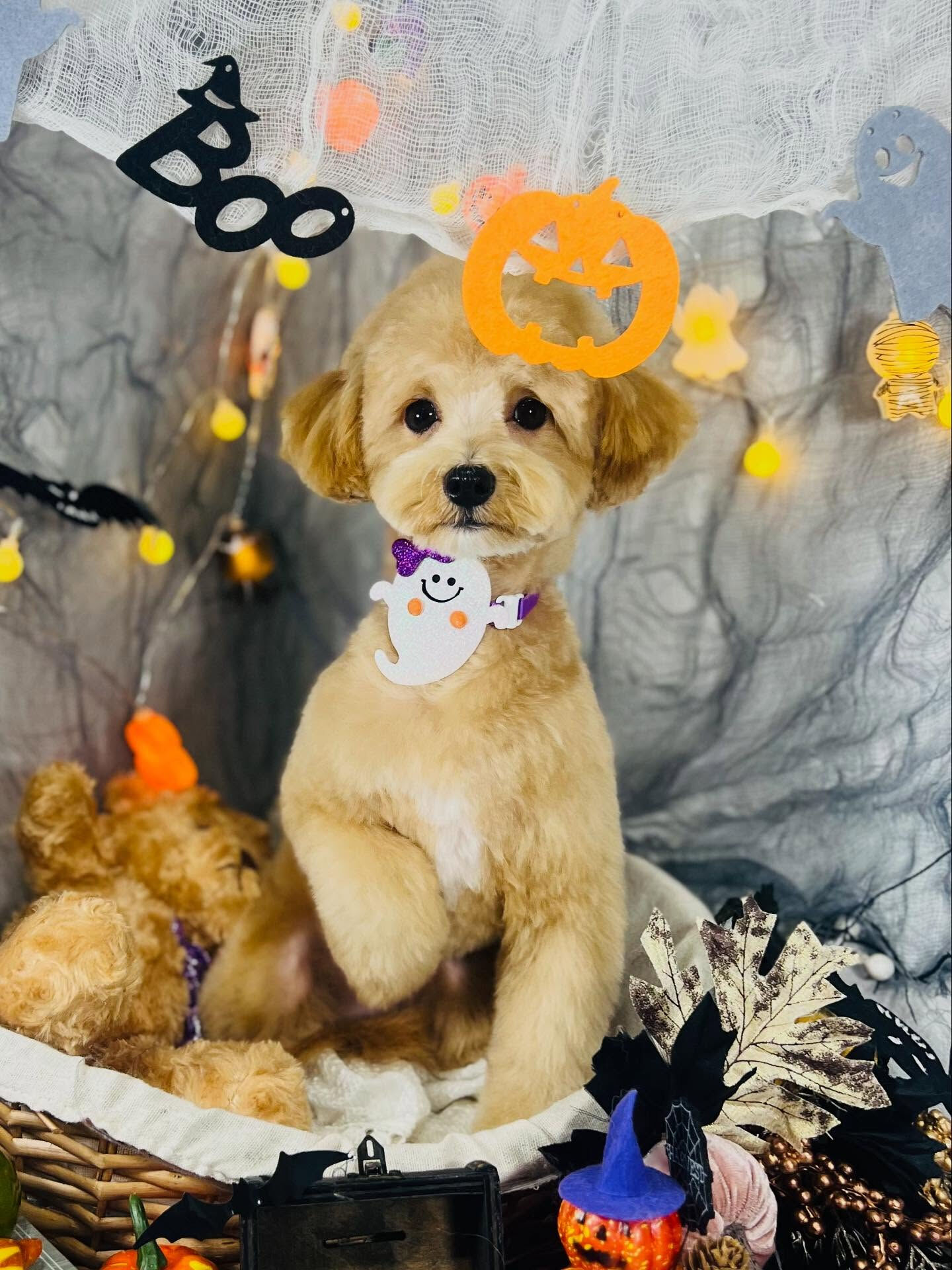 ご来店いただいたきなこくんです🐶✨
