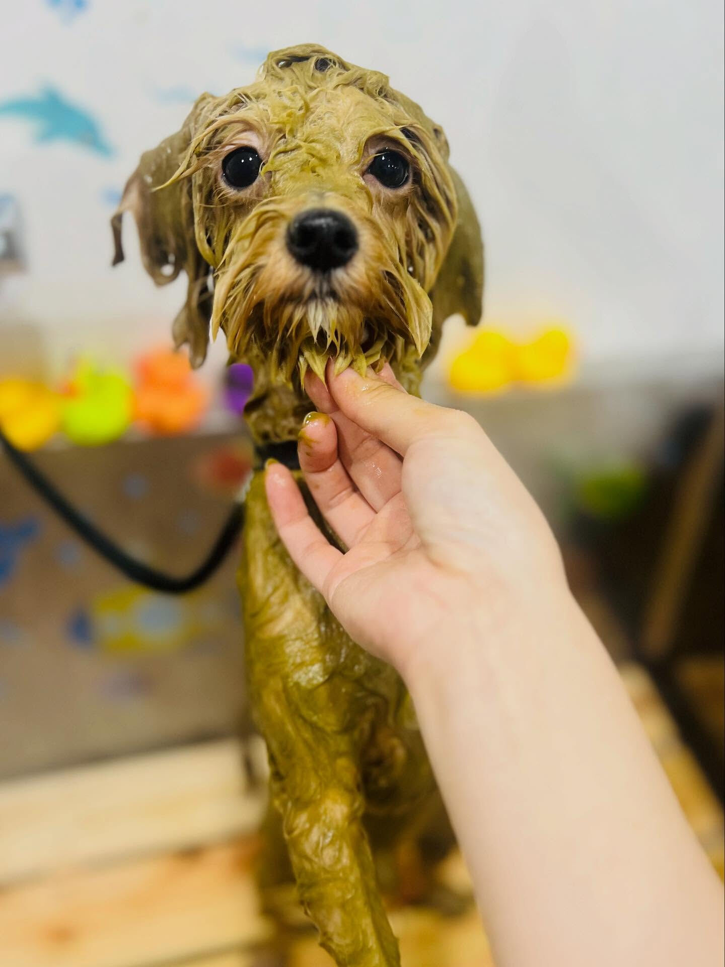 ご来店いただいたきなこくんです🐶✨