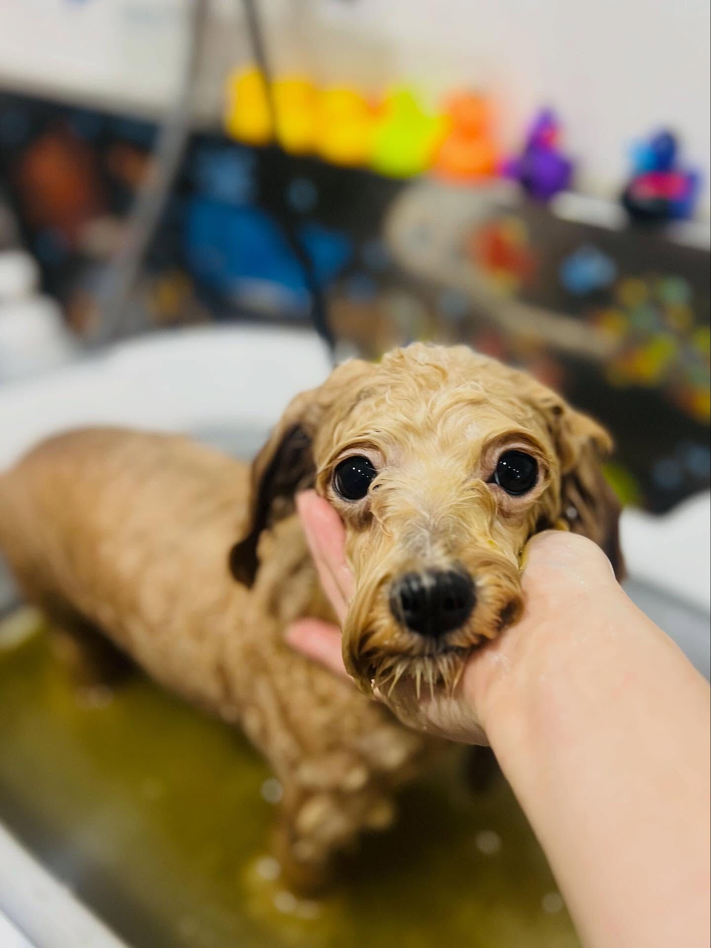 ご来店いただいたきなこくんです🐶✨