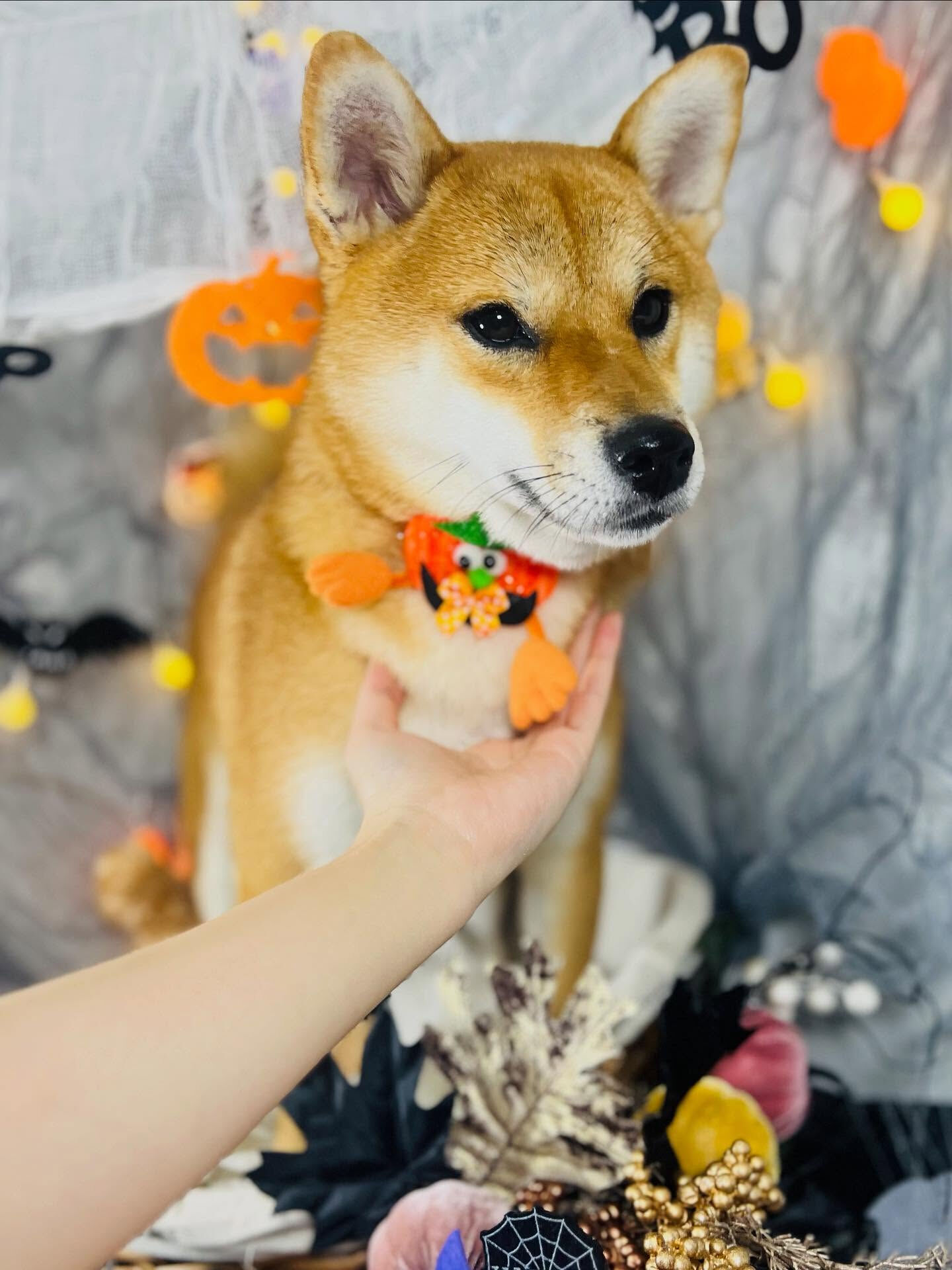 ご来店いただいた彩生ちゃんです🐶✨