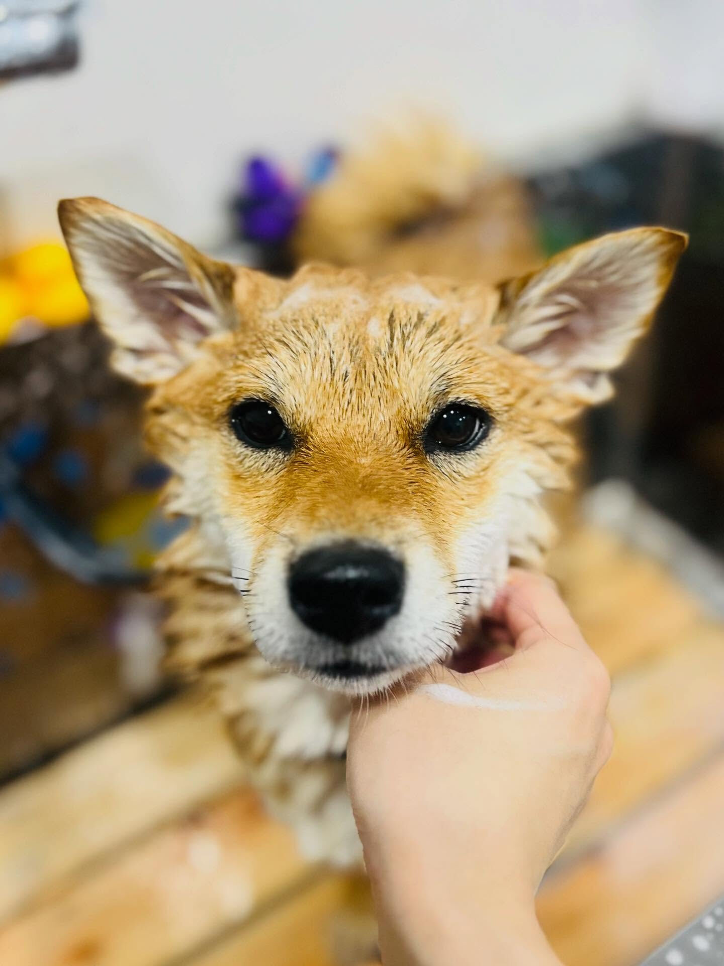 ご来店いただいた彩生ちゃんです🐶✨