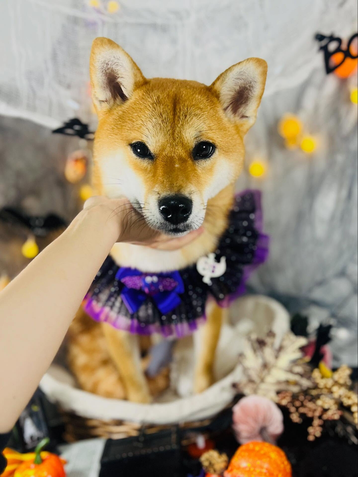ご来店いただいた彩生ちゃんです🐶✨