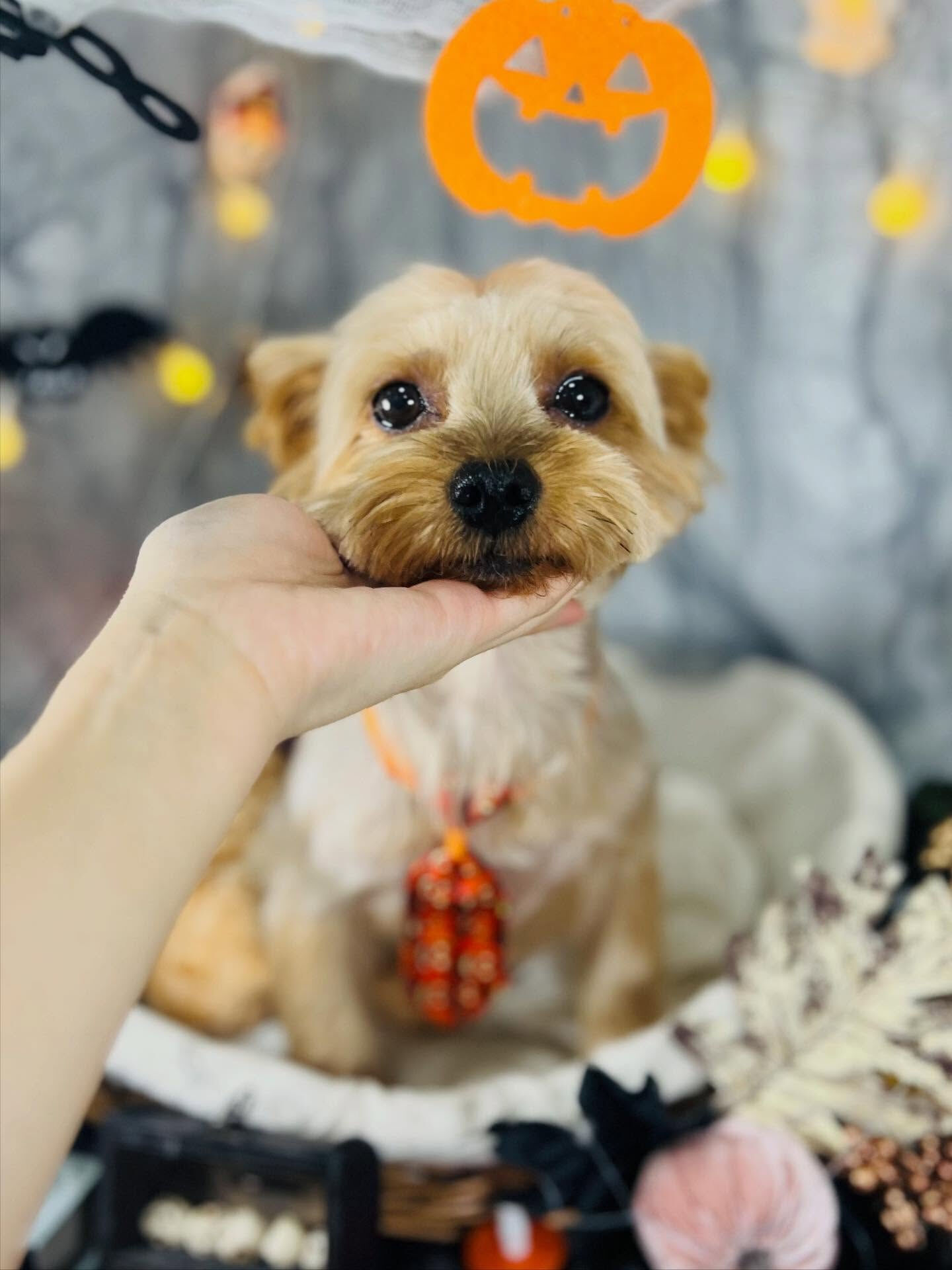ご来店いただいたクロくん　です🐶✨
