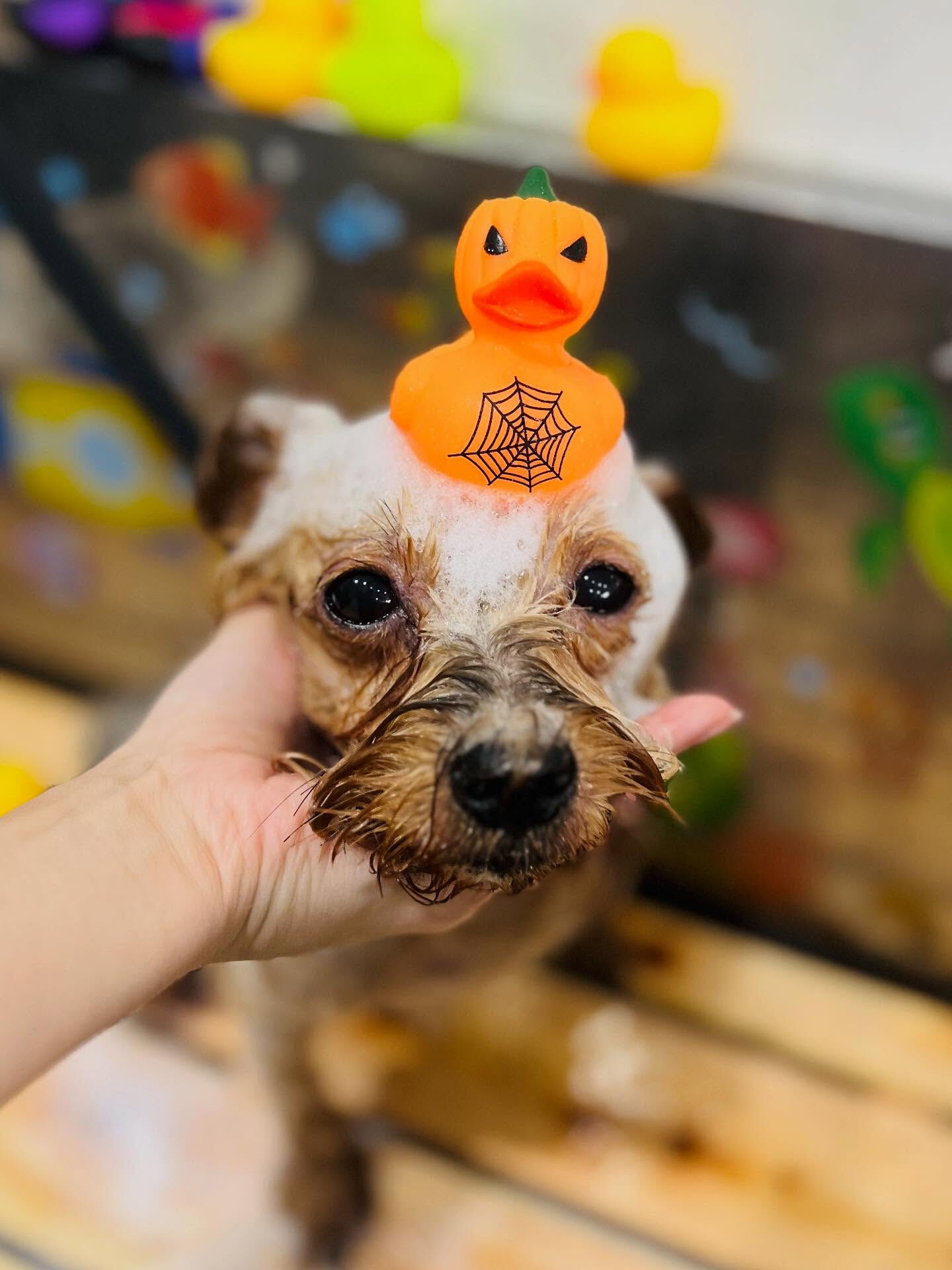 ご来店いただいたクロくん　です🐶✨