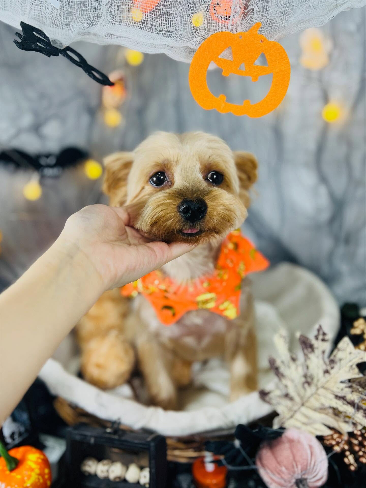 ご来店いただいたクロくん　です🐶✨