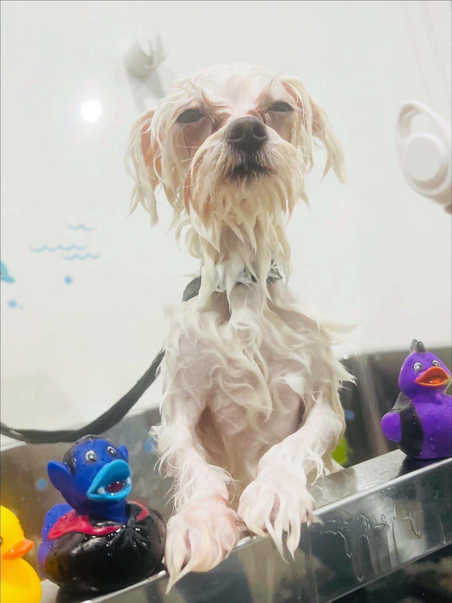 ご来店いただいたラテくんです🐶✨