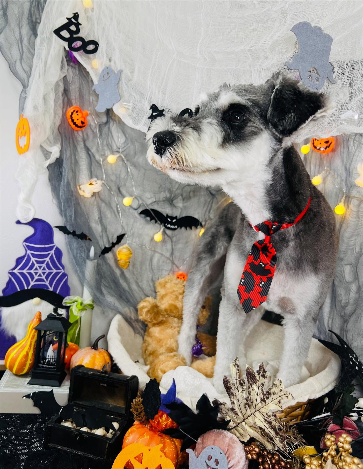 ご来店いただいたヤマトくんです🐶✨