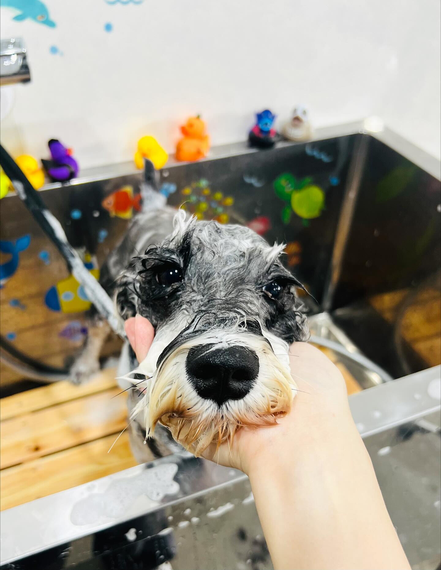 ご来店いただいたヤマトくんです🐶✨