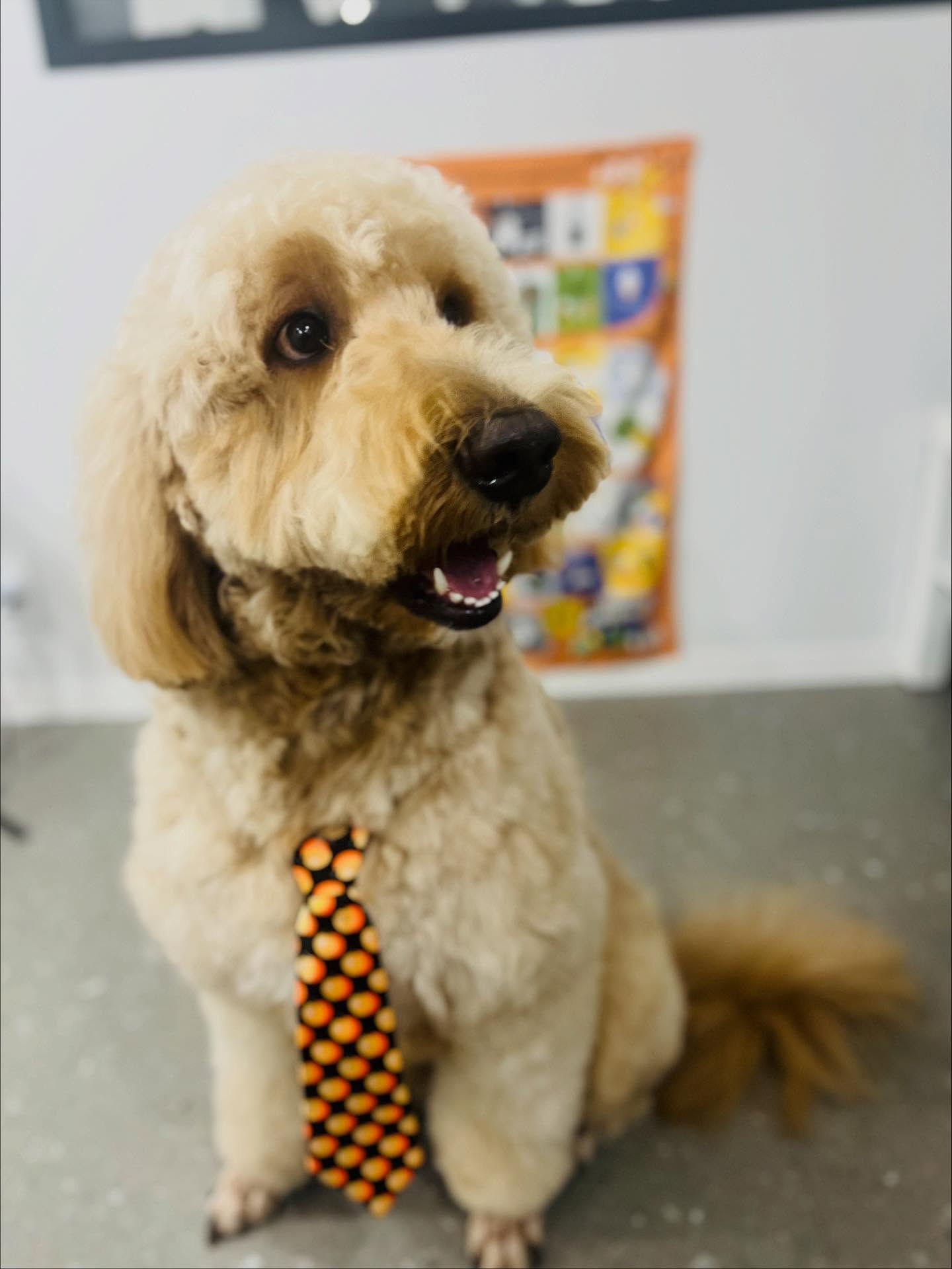 ご来店いただいた彩雲(サクモ)くんです🐶✨