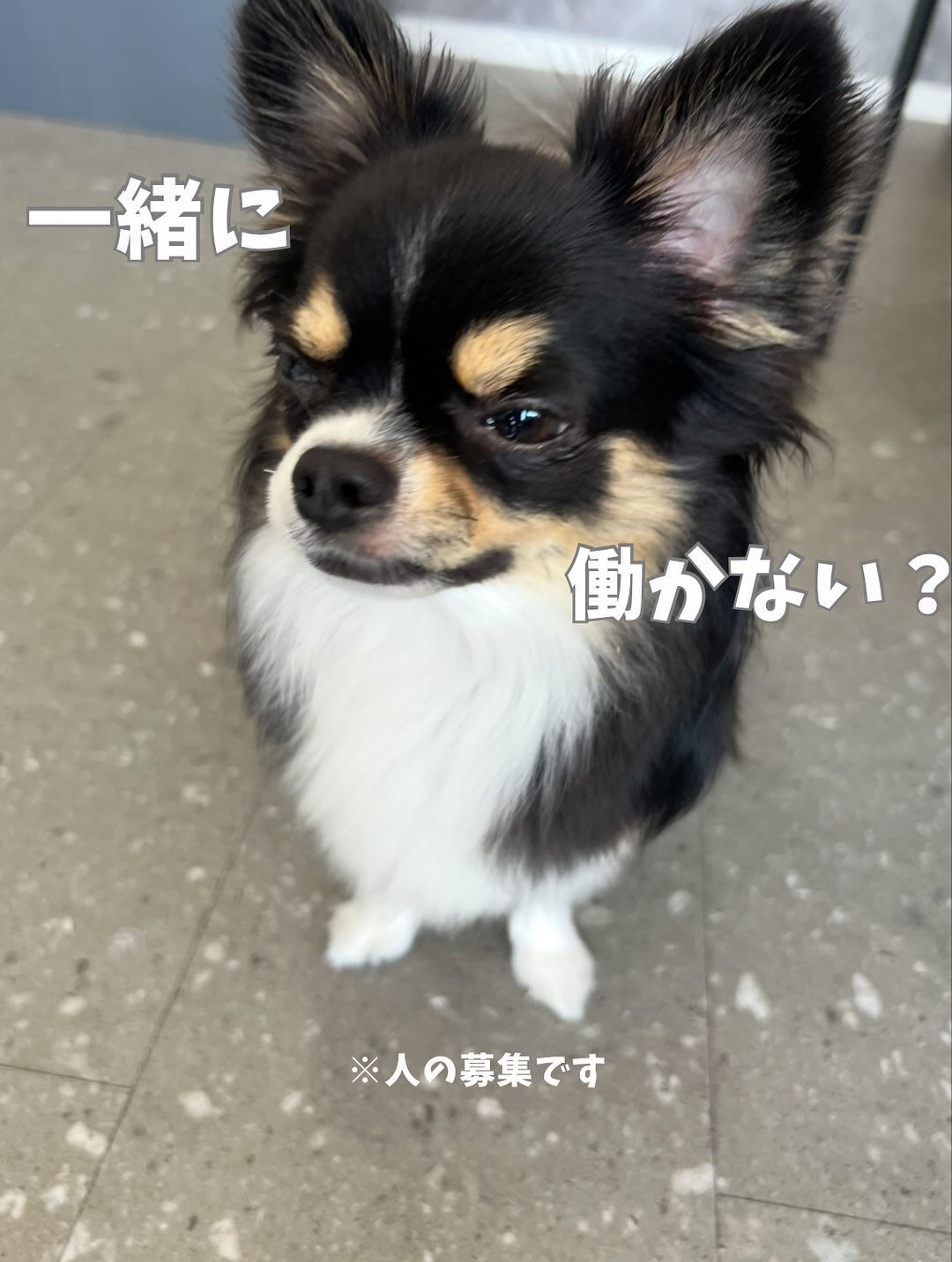 ご来店いただいた彩雲(サクモ)くんです🐶✨