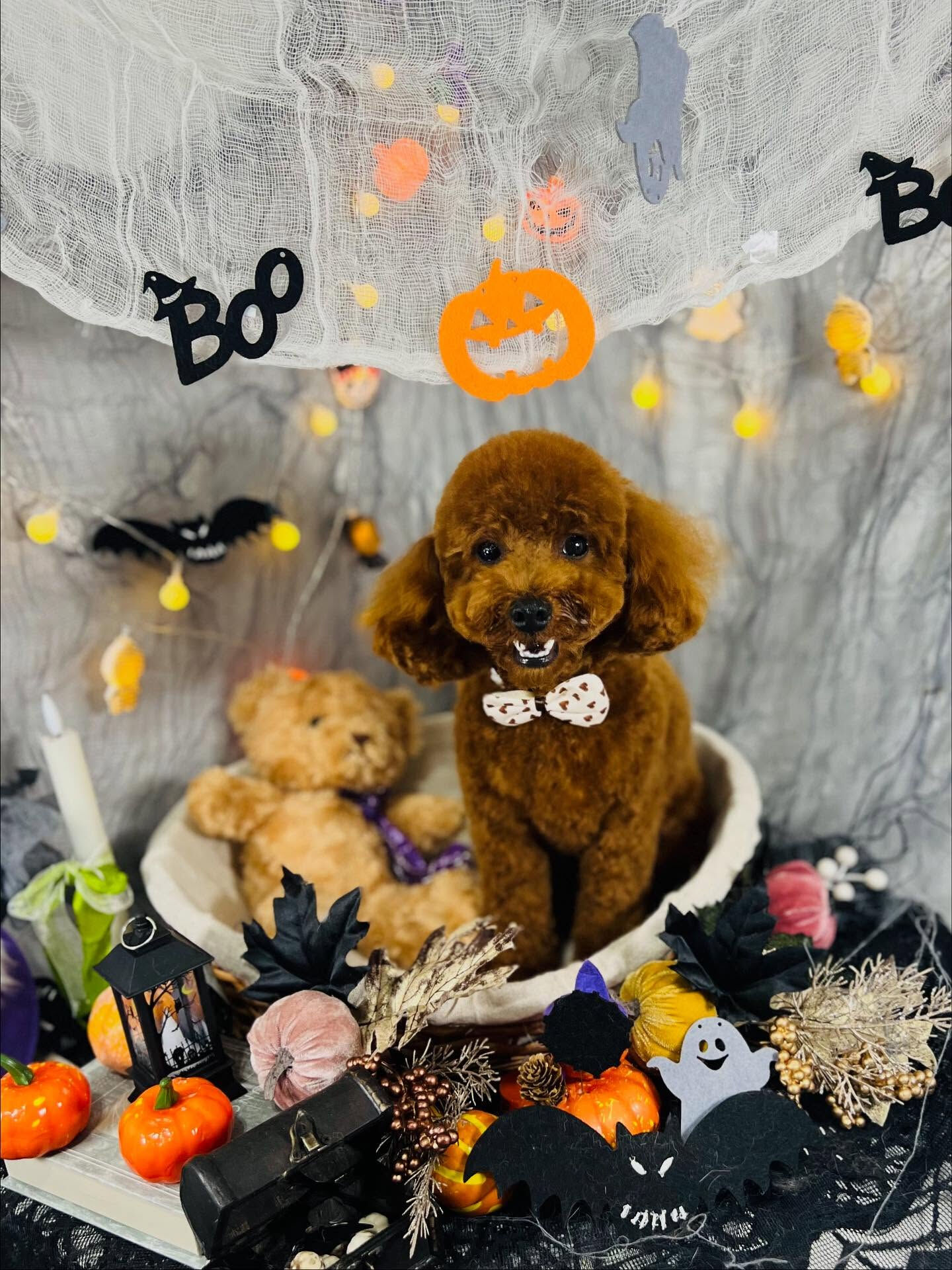 ご来店いただいたラテちゃんです🐶✨