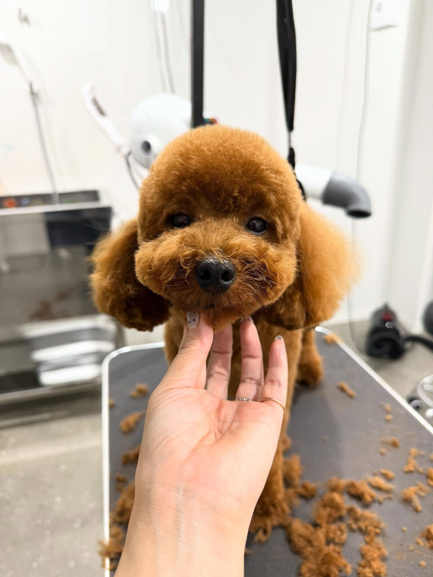 ご来店いただいたラテちゃんです🐶✨