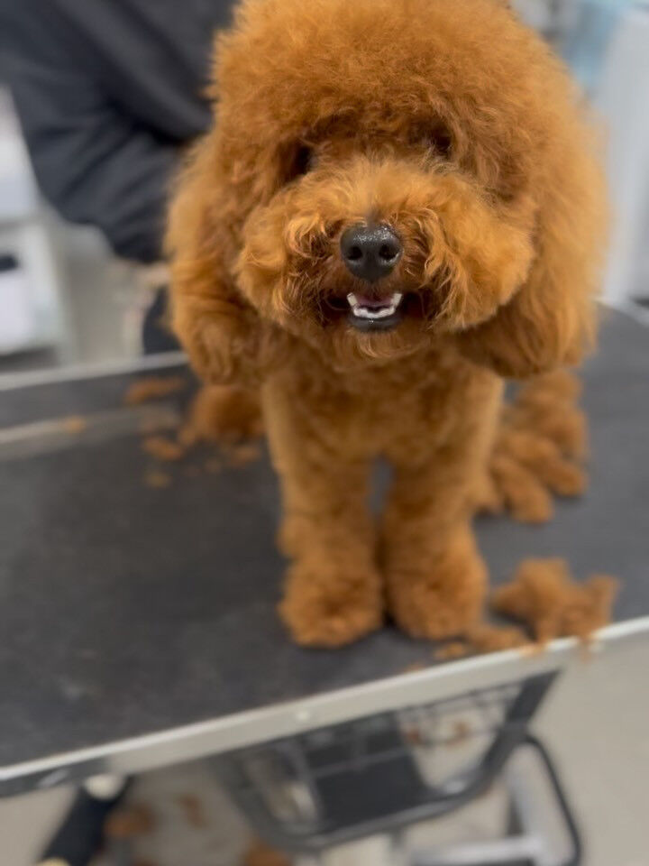 ご来店いただいたラテちゃんです🐶✨
