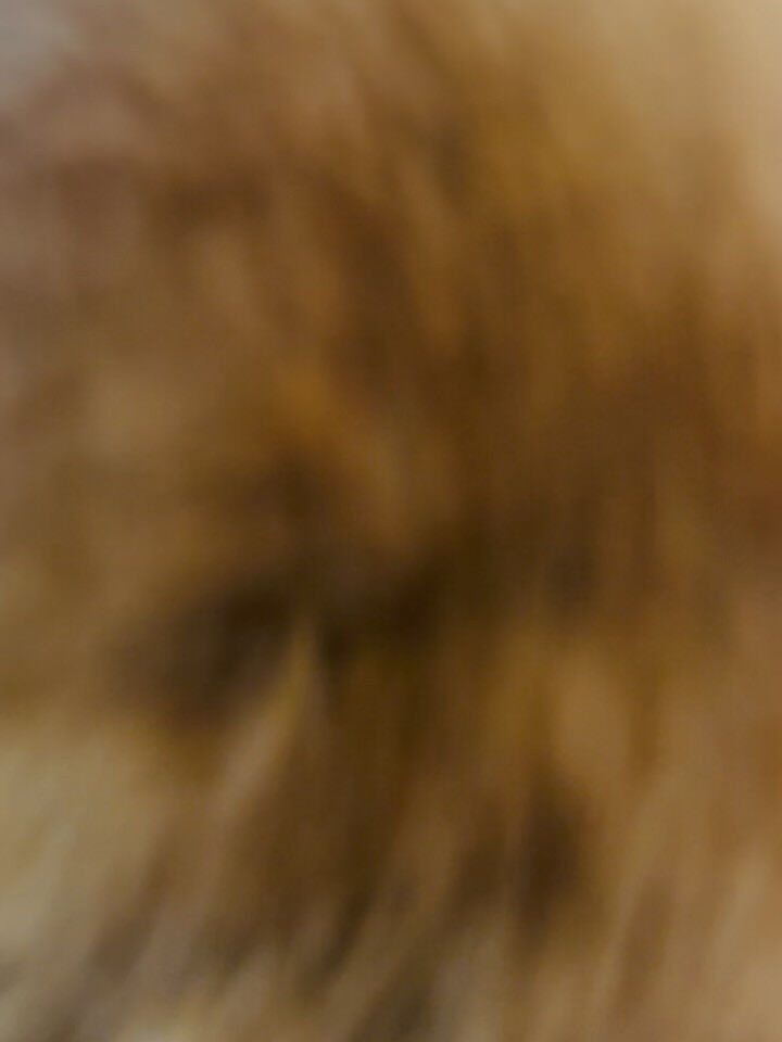 ご来店いただいたラテちゃんです🐶✨