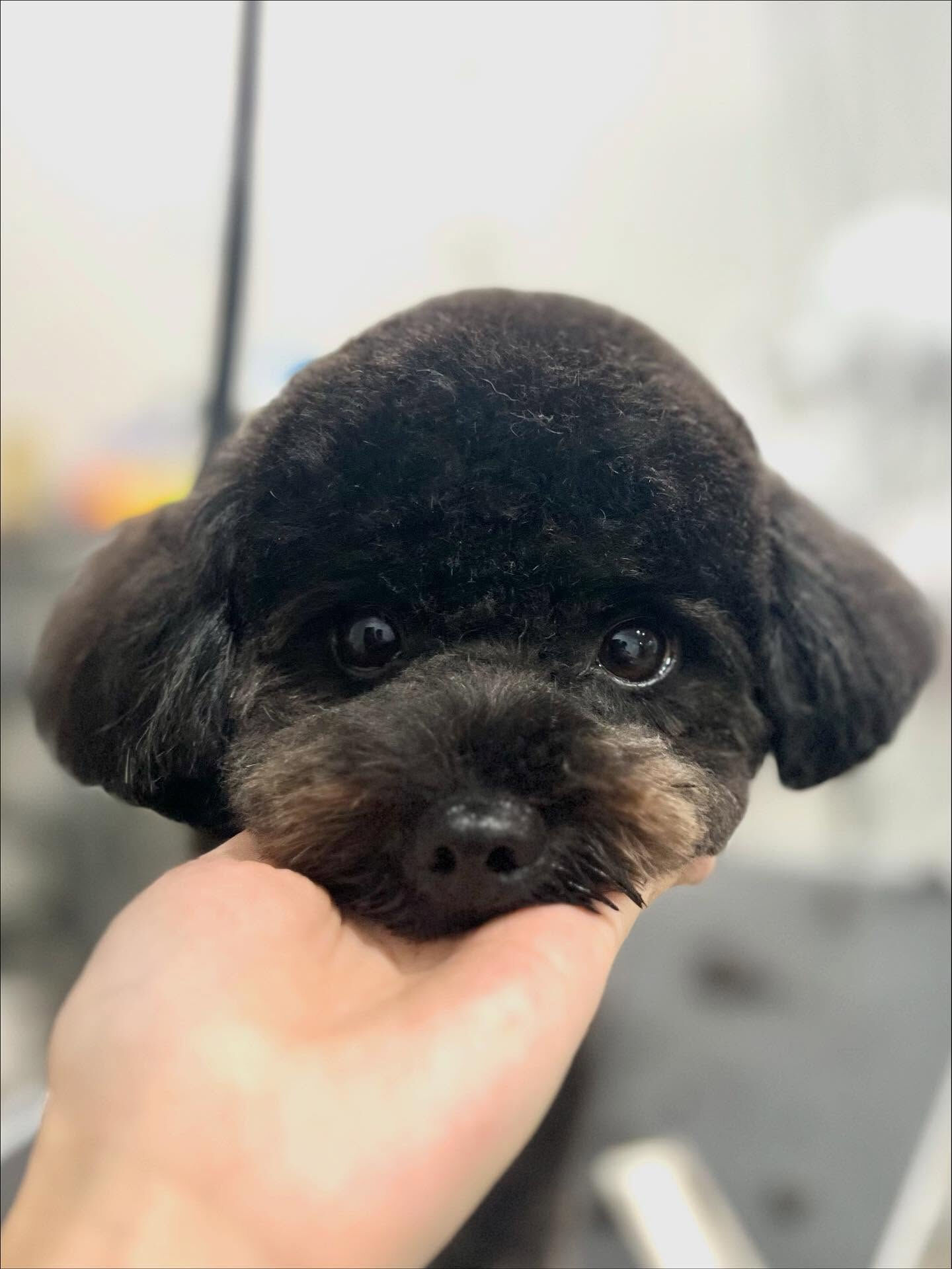 ご来店いただいたこじろうくんです🐶✨