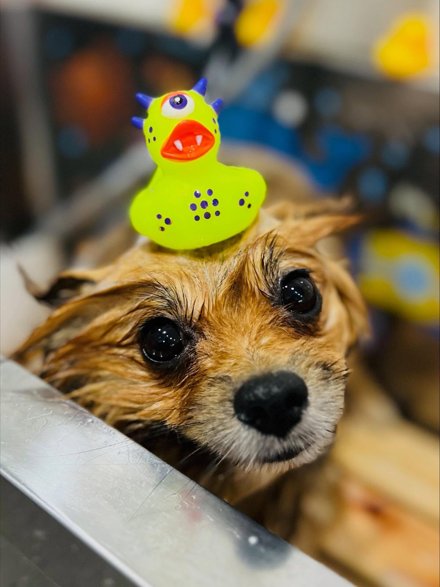 ご来店いただいたごん太くんです🐶✨