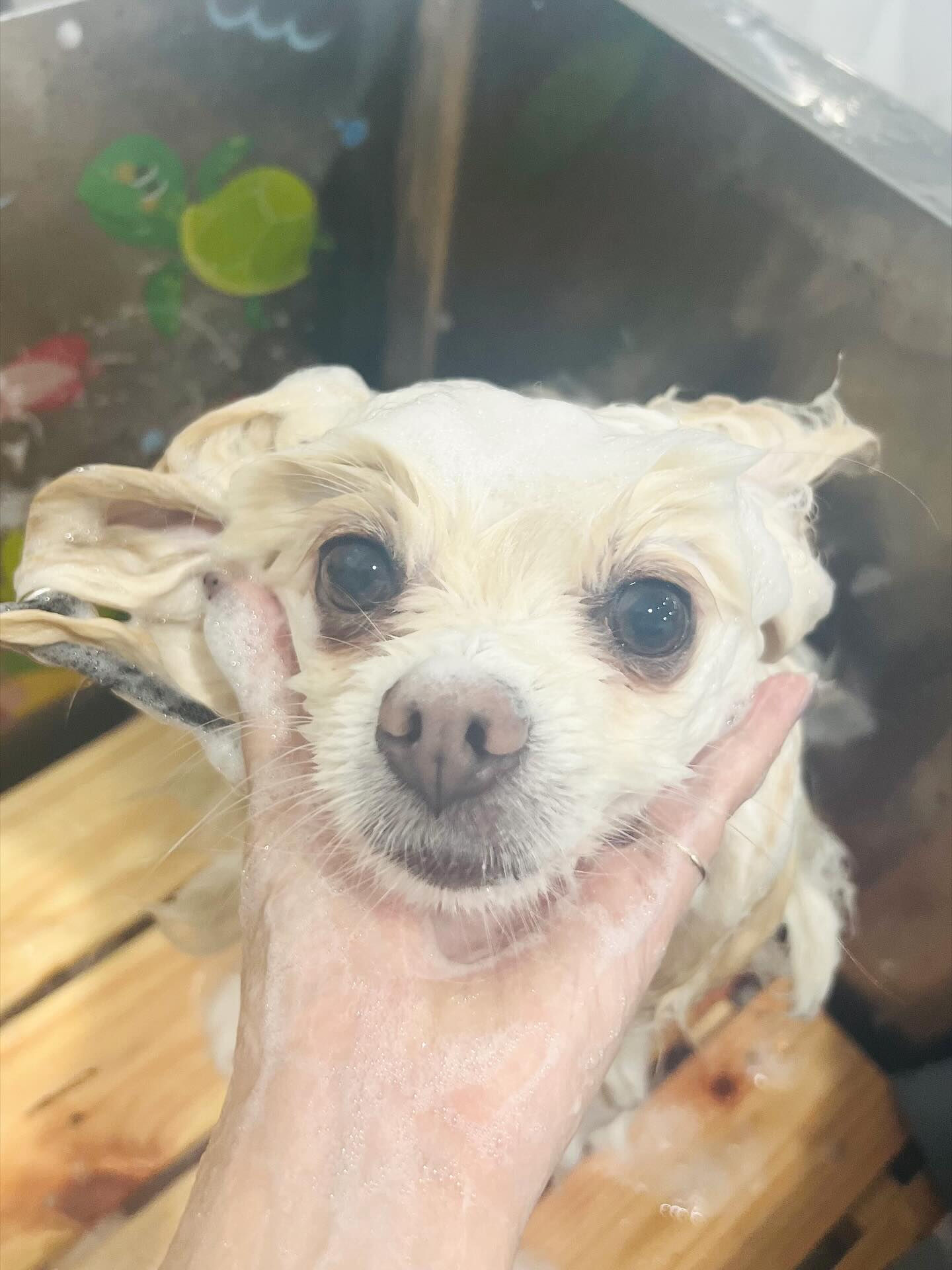 ご来店いただいたはな子ちゃんです🐶✨