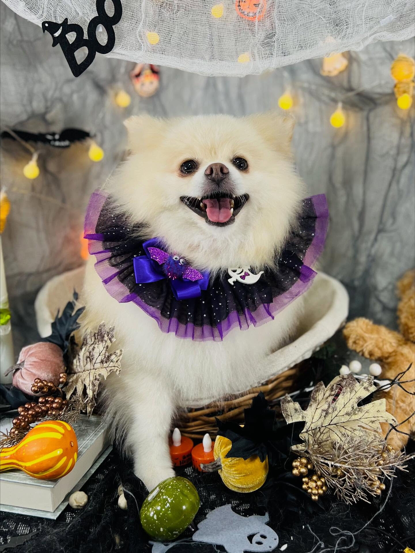 ご来店いただいたはな子ちゃんです🐶✨