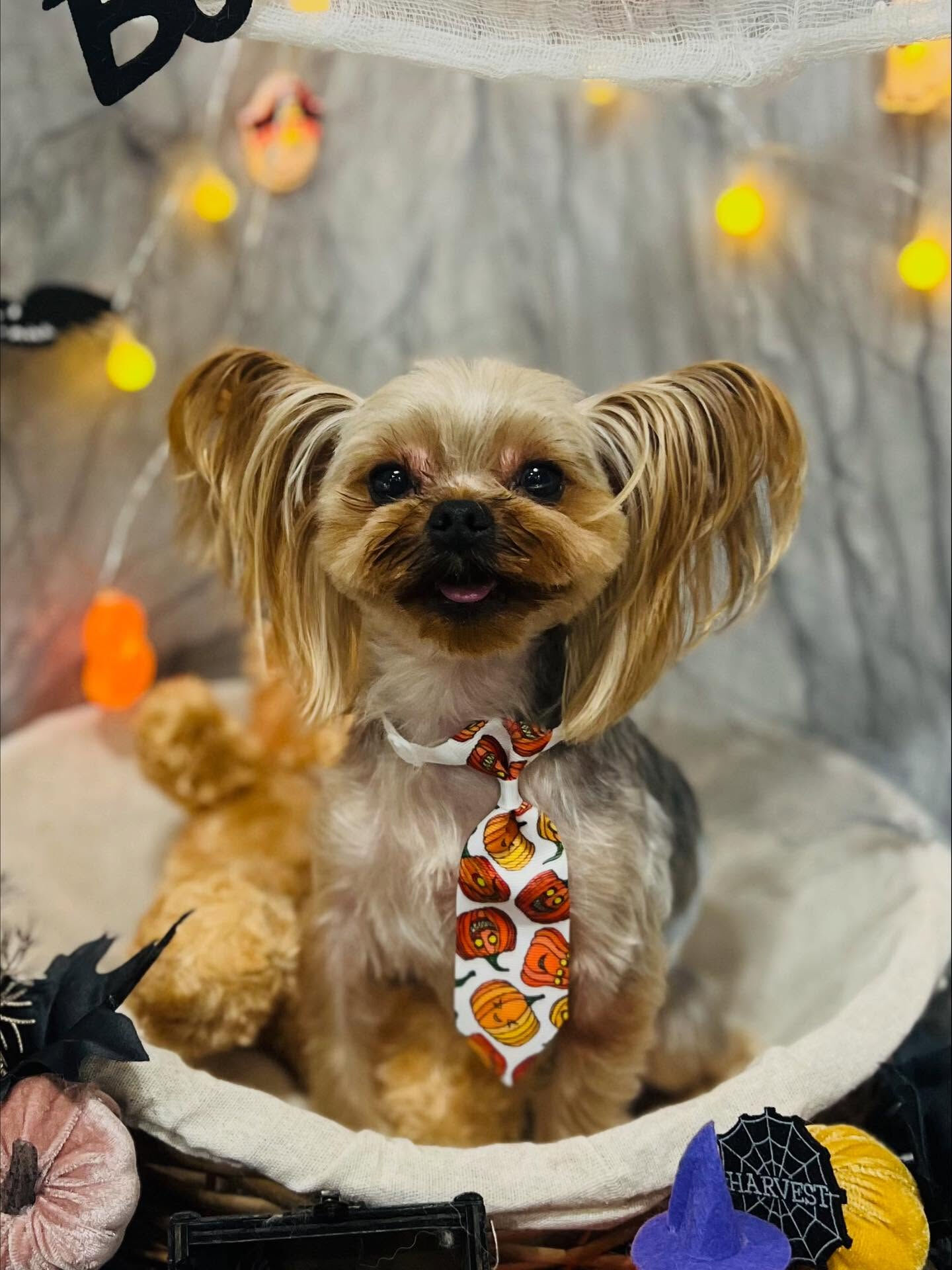ご来店いただいたコハクくんです🐶✨