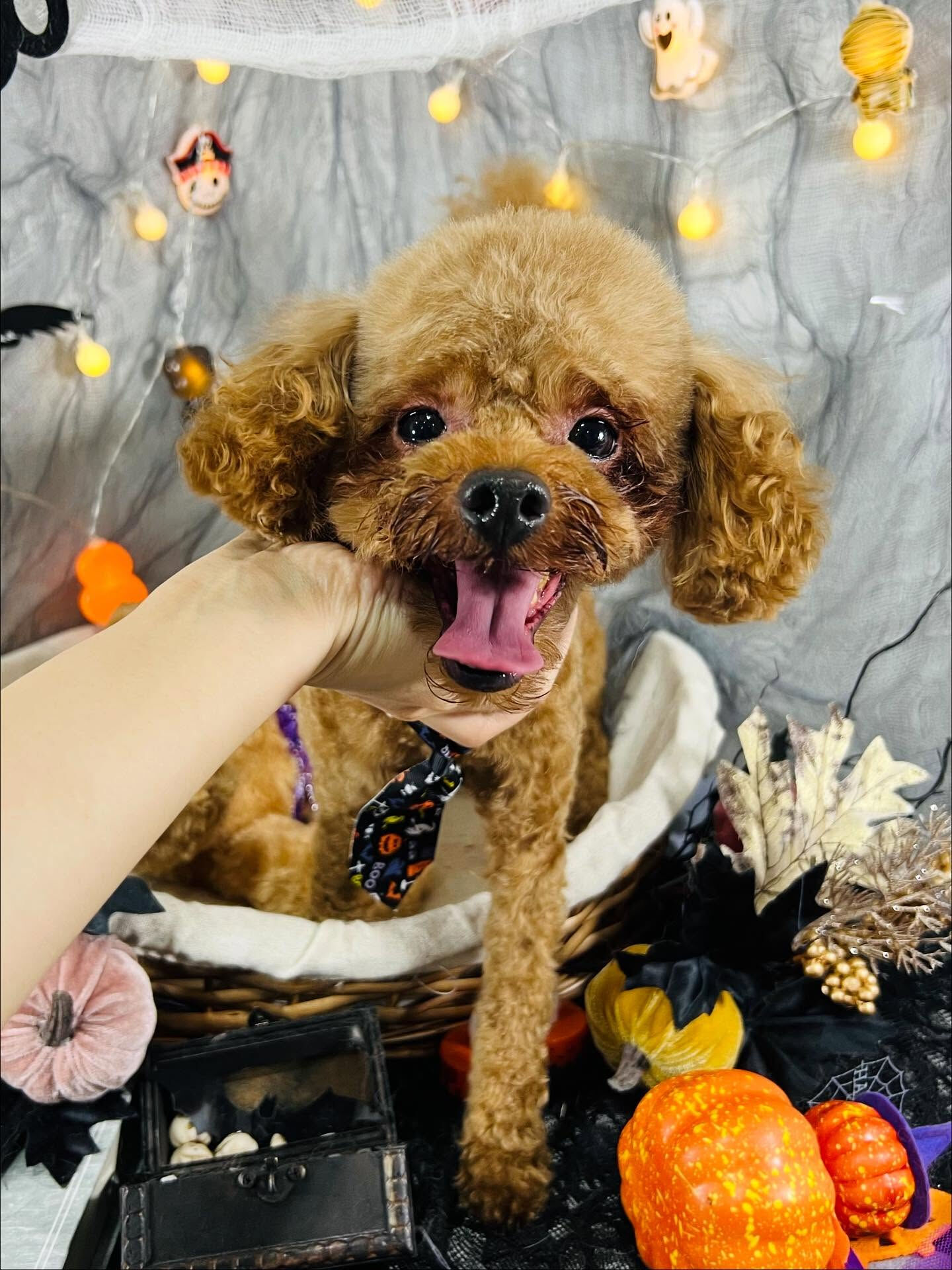 ご来店いただいたムックくんです🐶✨
