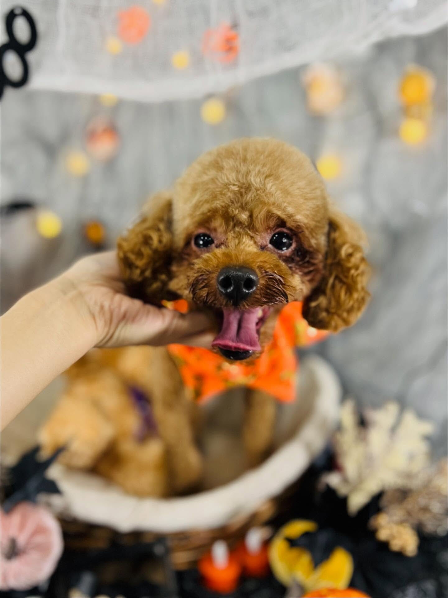 ご来店いただいたムックくんです🐶✨