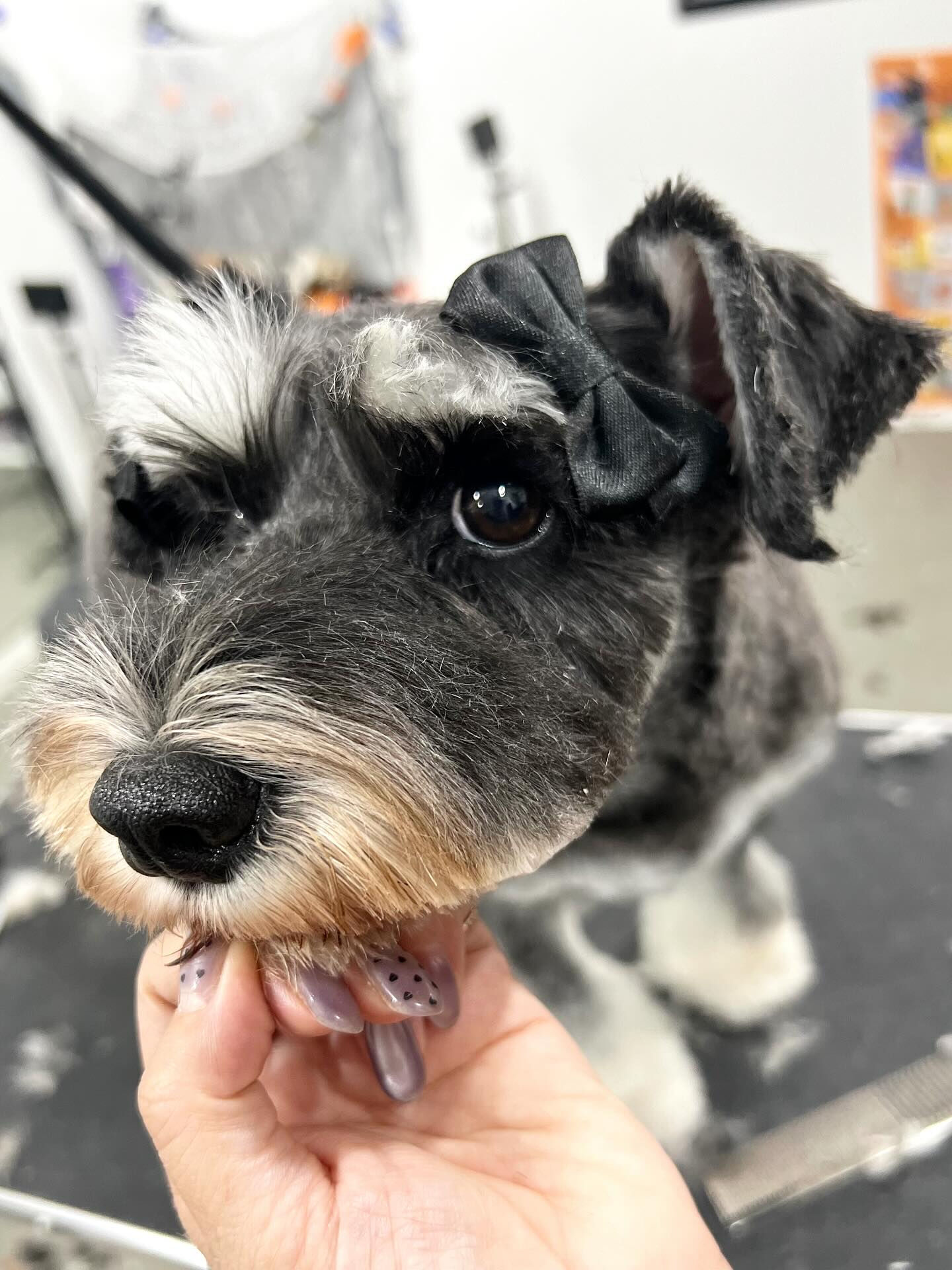 ご来店いただいたムックちゃんです🐶✨