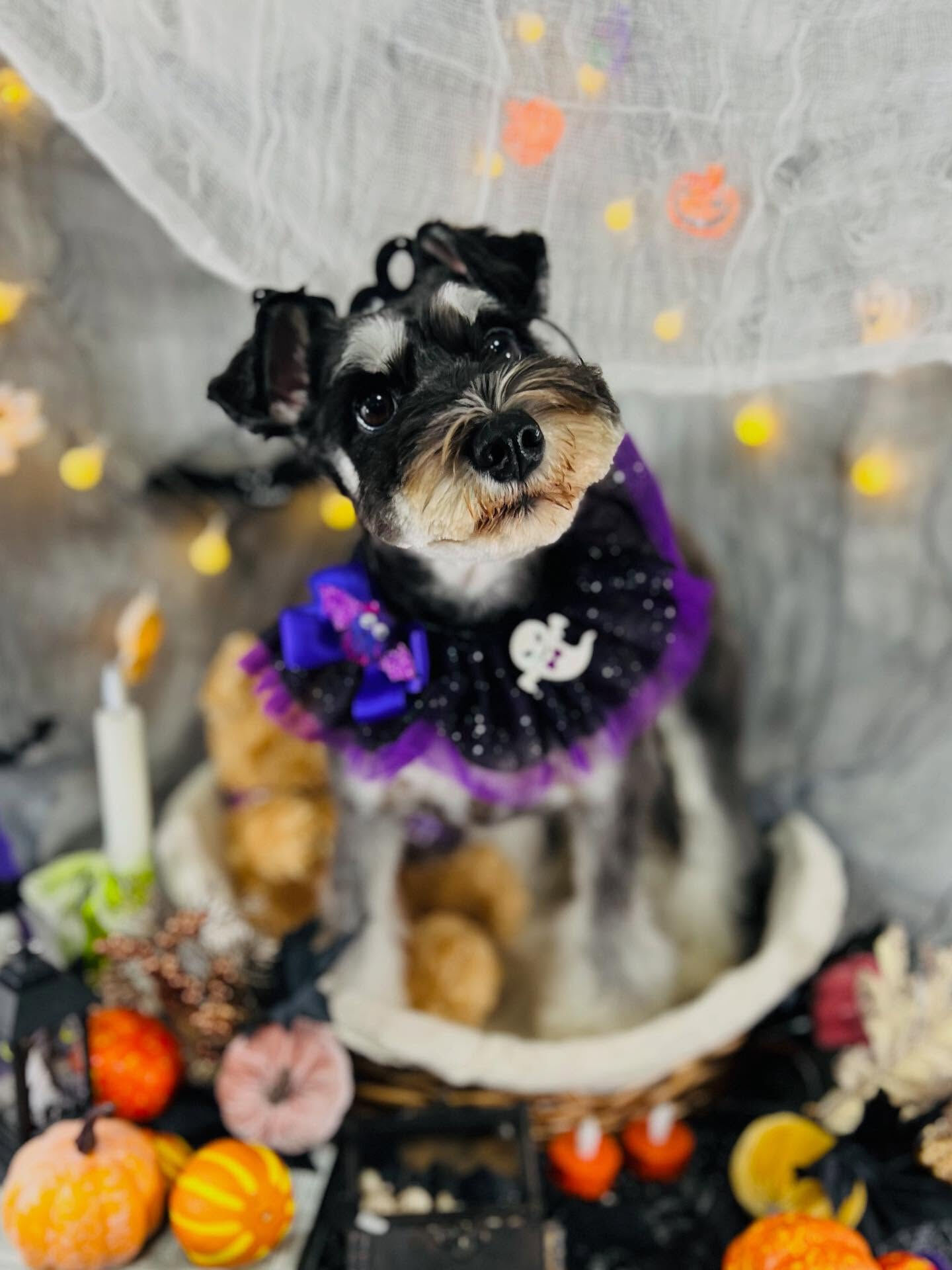 ご来店いただいたムックちゃんです🐶✨