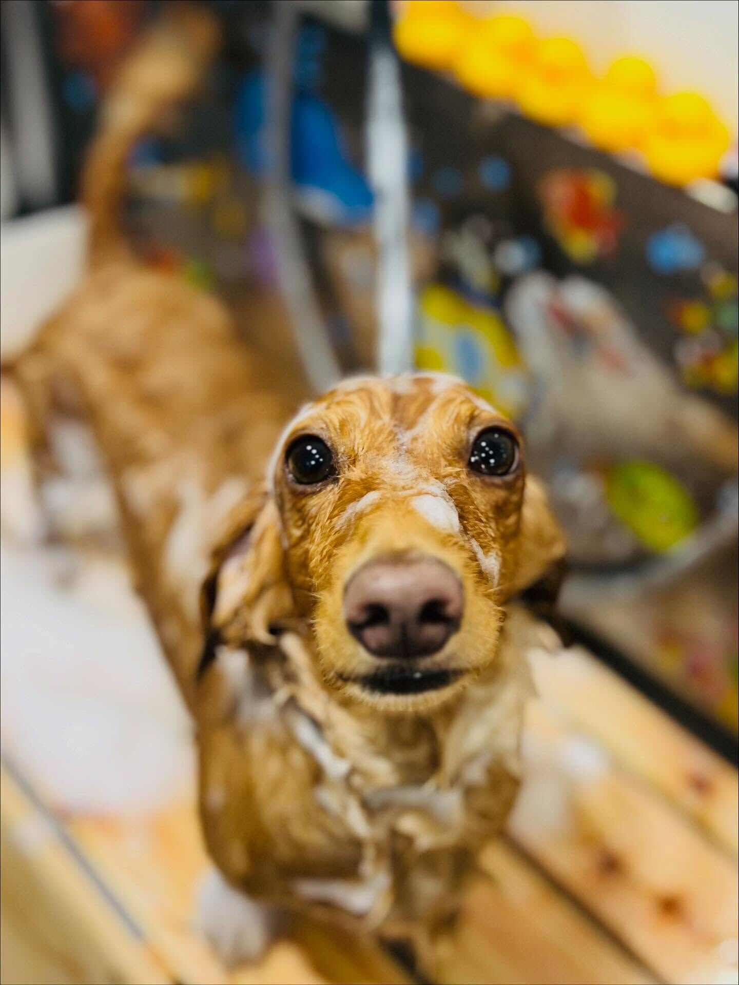 ご来店いただいたクリくんです🐶✨