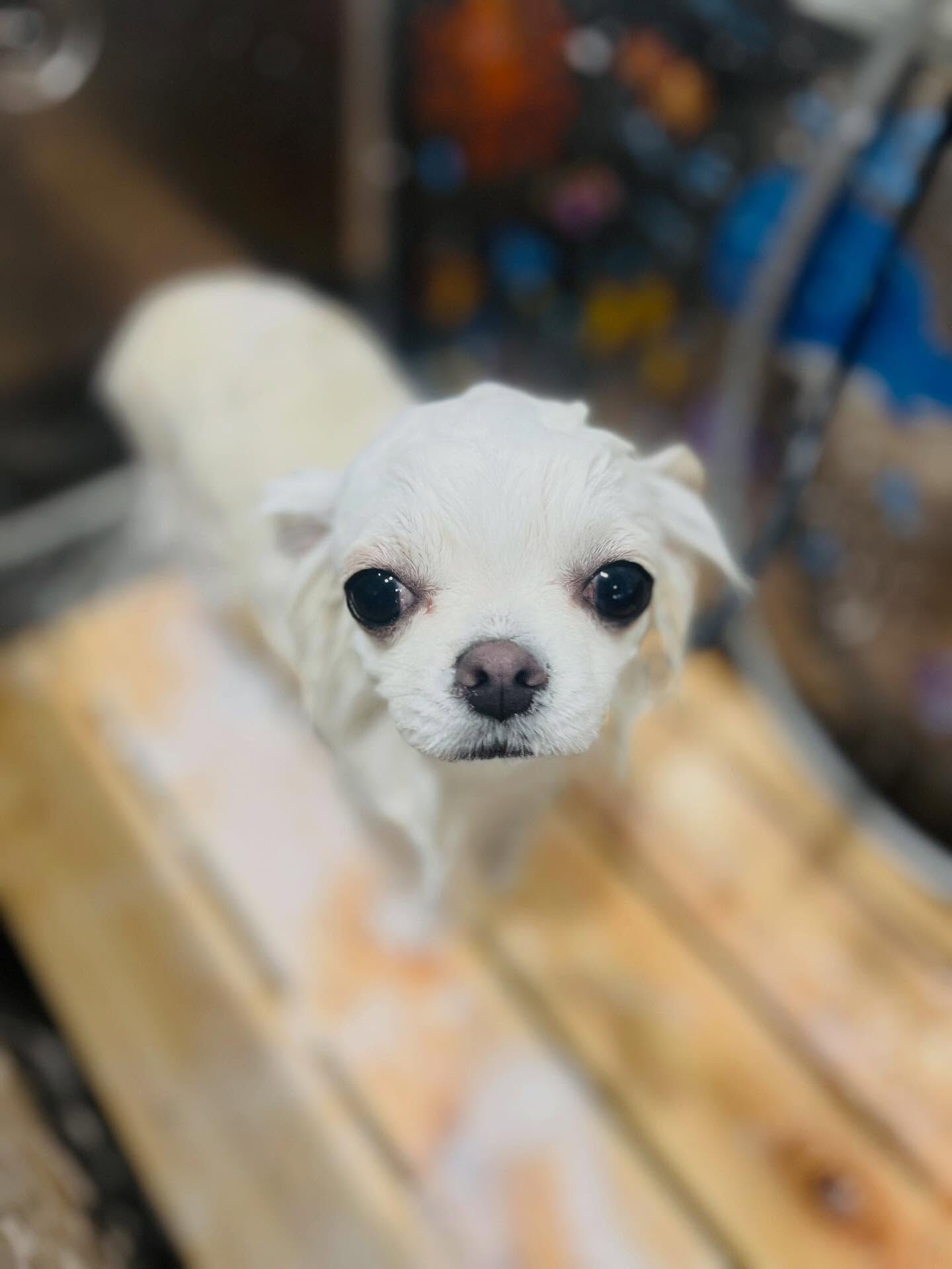 ご来店いただいたわたげくんです🐶✨