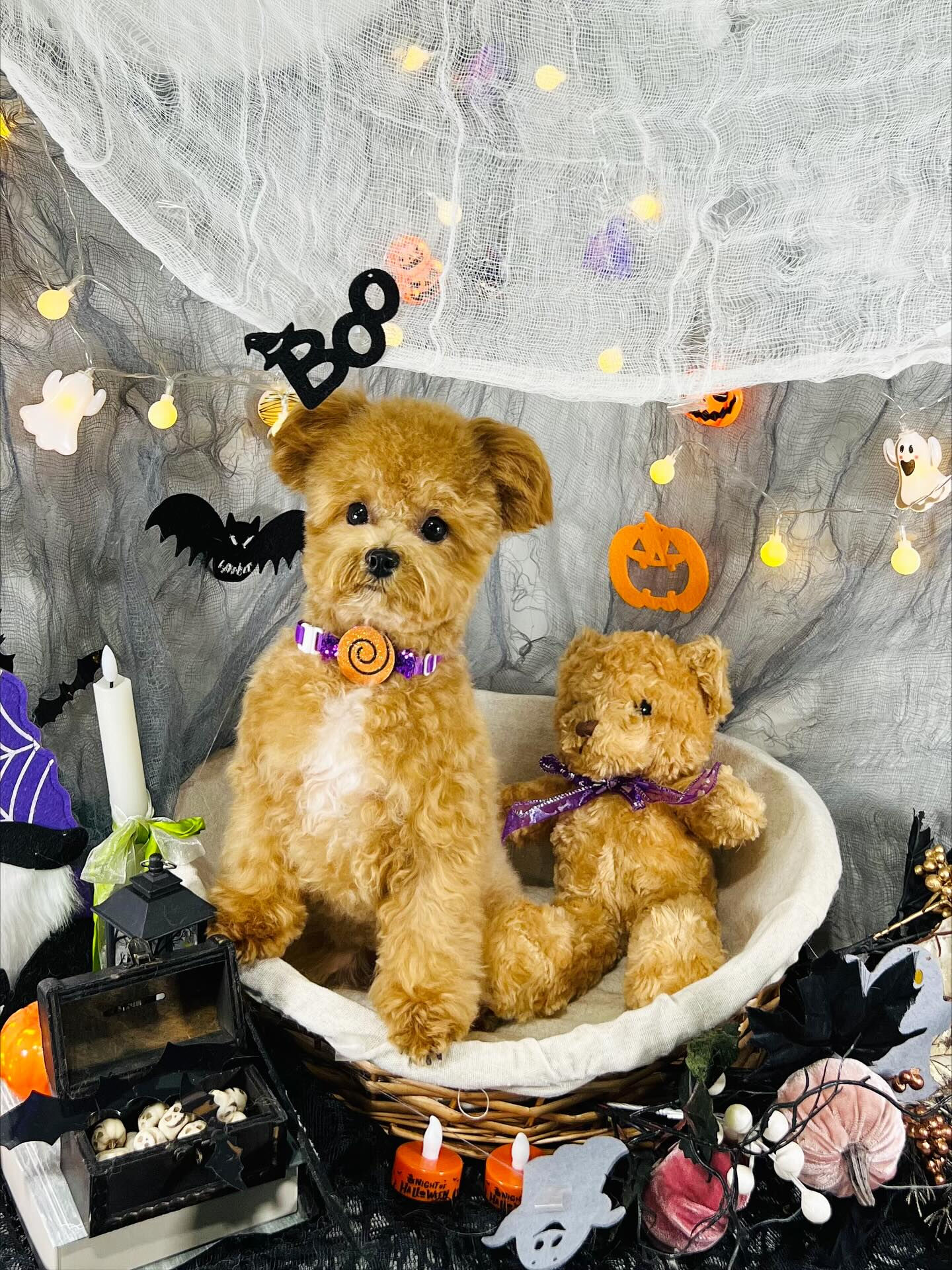 ご来店いただいたエミちゃんです🐶✨