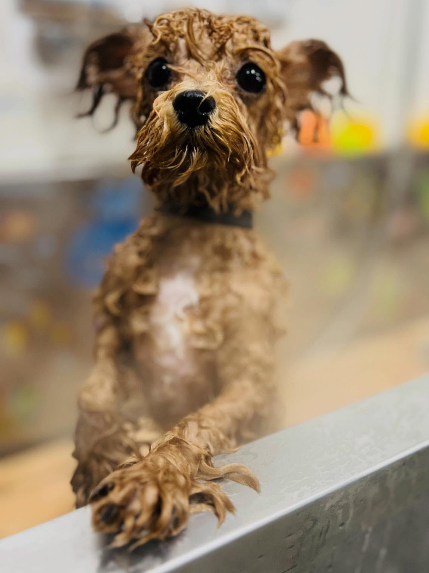 ご来店いただいたエミちゃんです🐶✨
