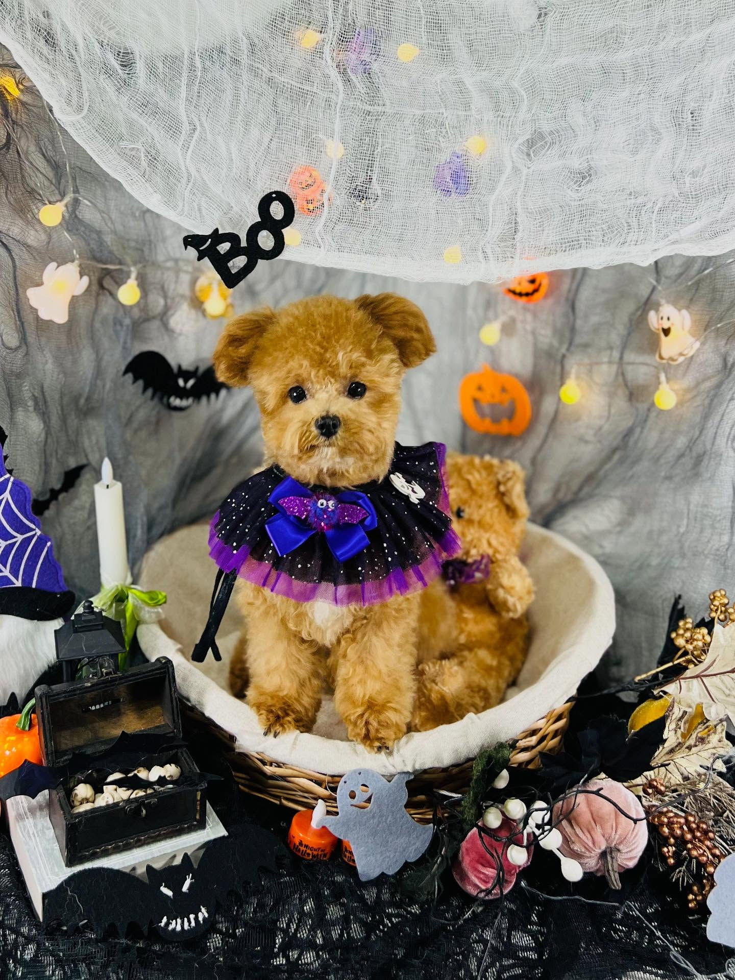 ご来店いただいたエミちゃんです🐶✨