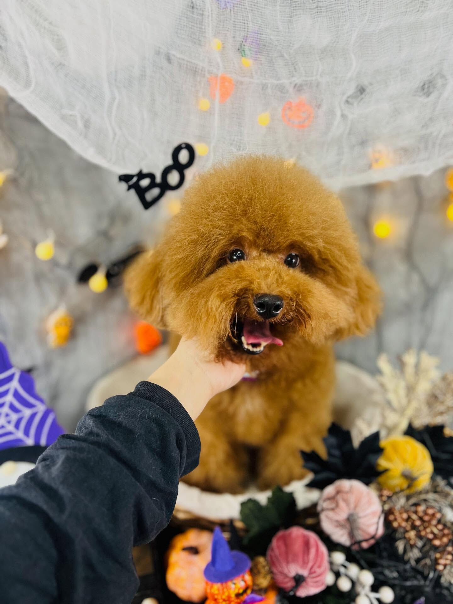 ご来店いただいたマロンくんです🐶✨