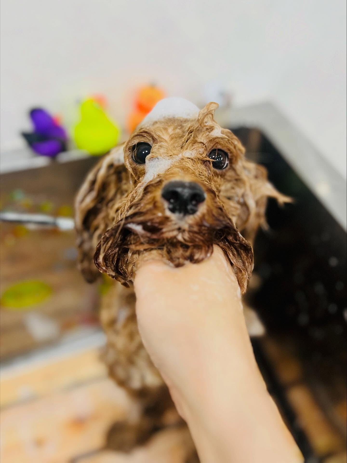 ご来店いただいたマロンくんです🐶✨