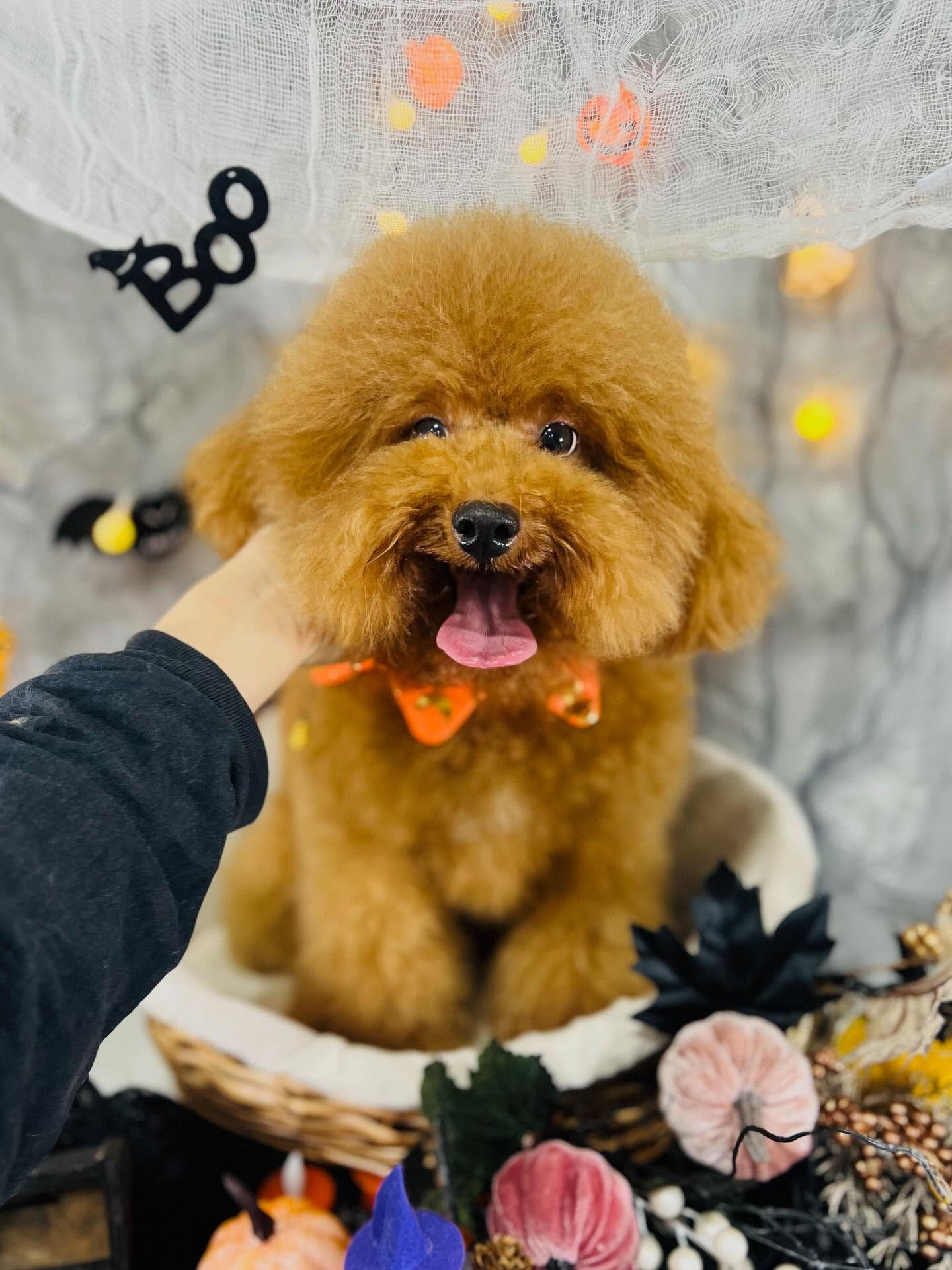 ご来店いただいたマロンくんです🐶✨