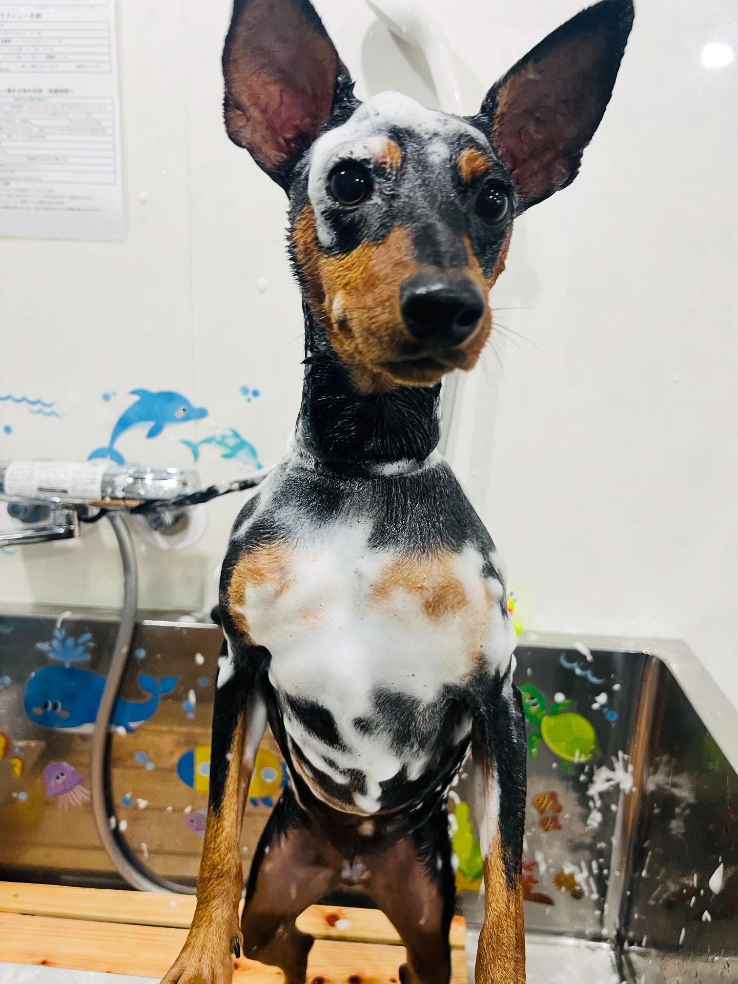 ご来店いただいたジャックくんです🐶✨